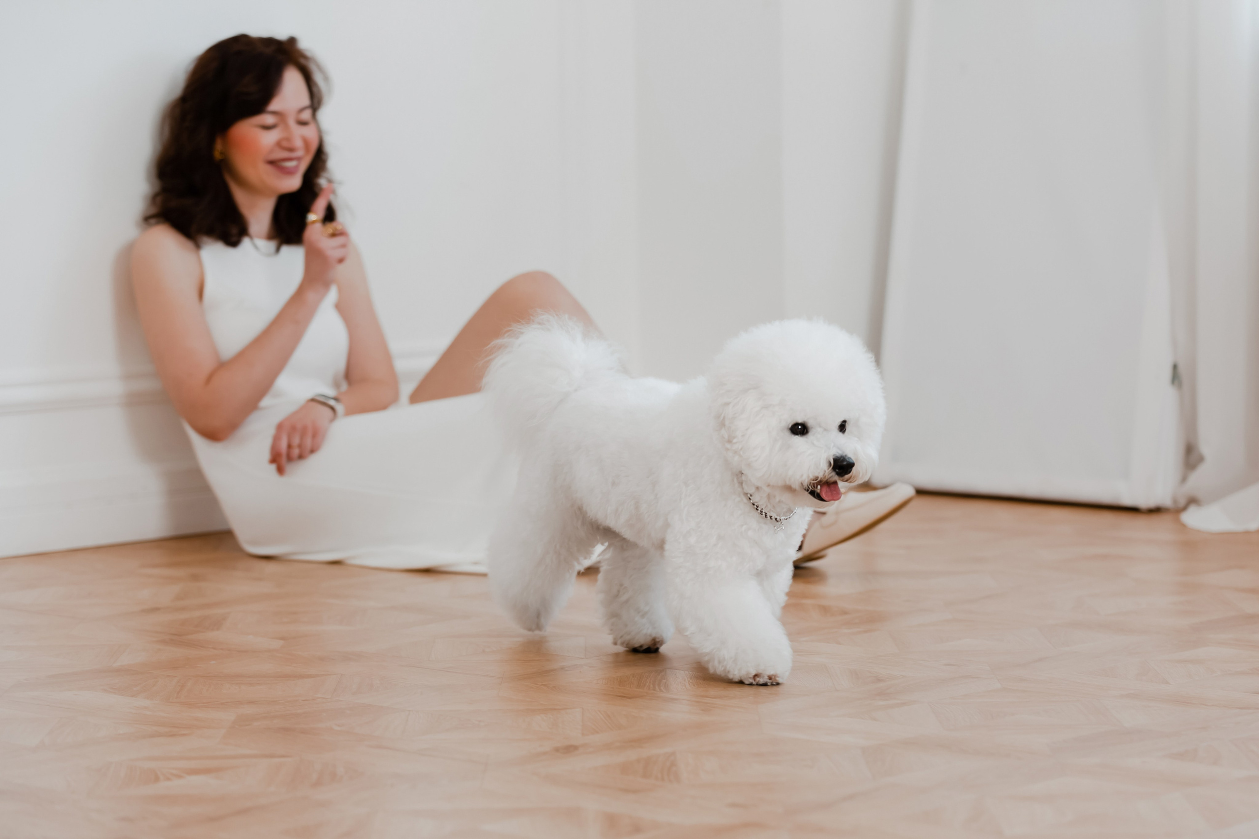 Бишон-фризе. Фотограф-анималист в Краснодаре Маша Мельникова