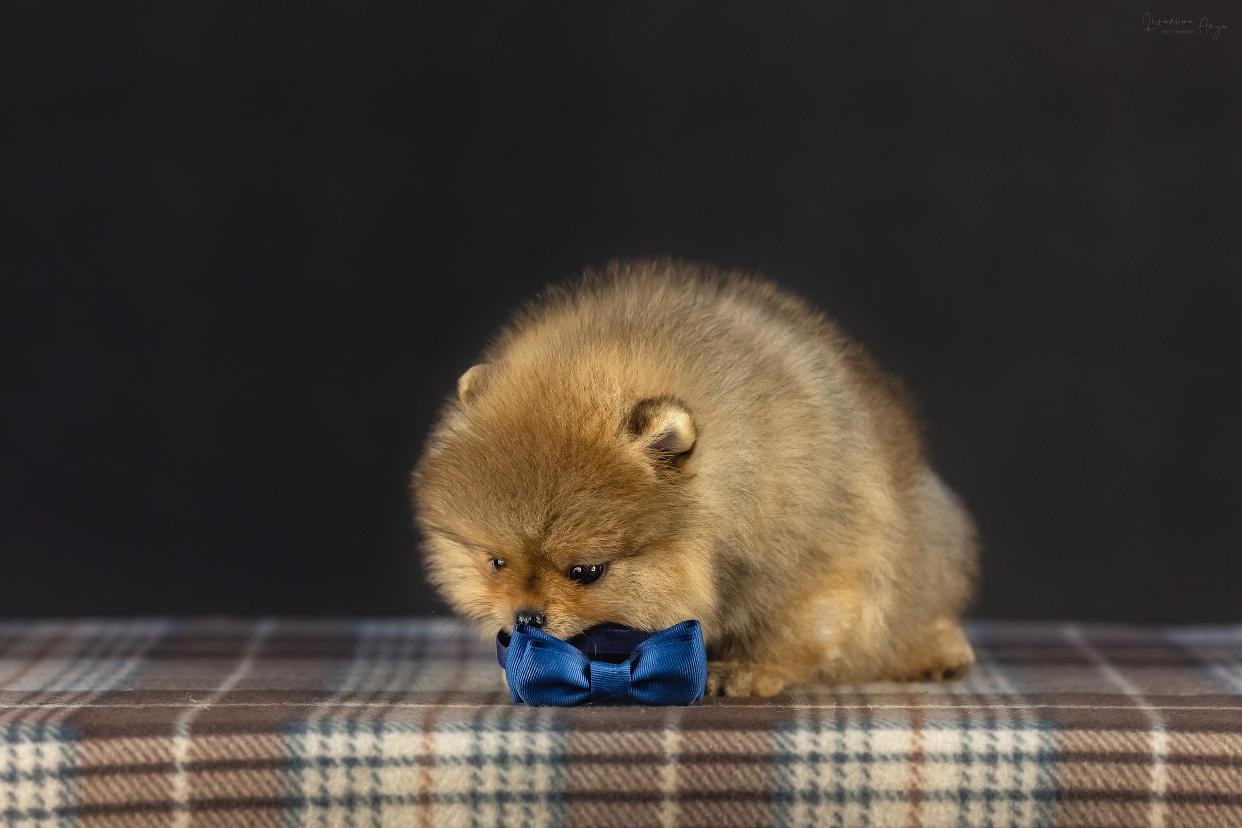 Шпикачки. Фотограф анималист Аня Ливанова | Рыбинск