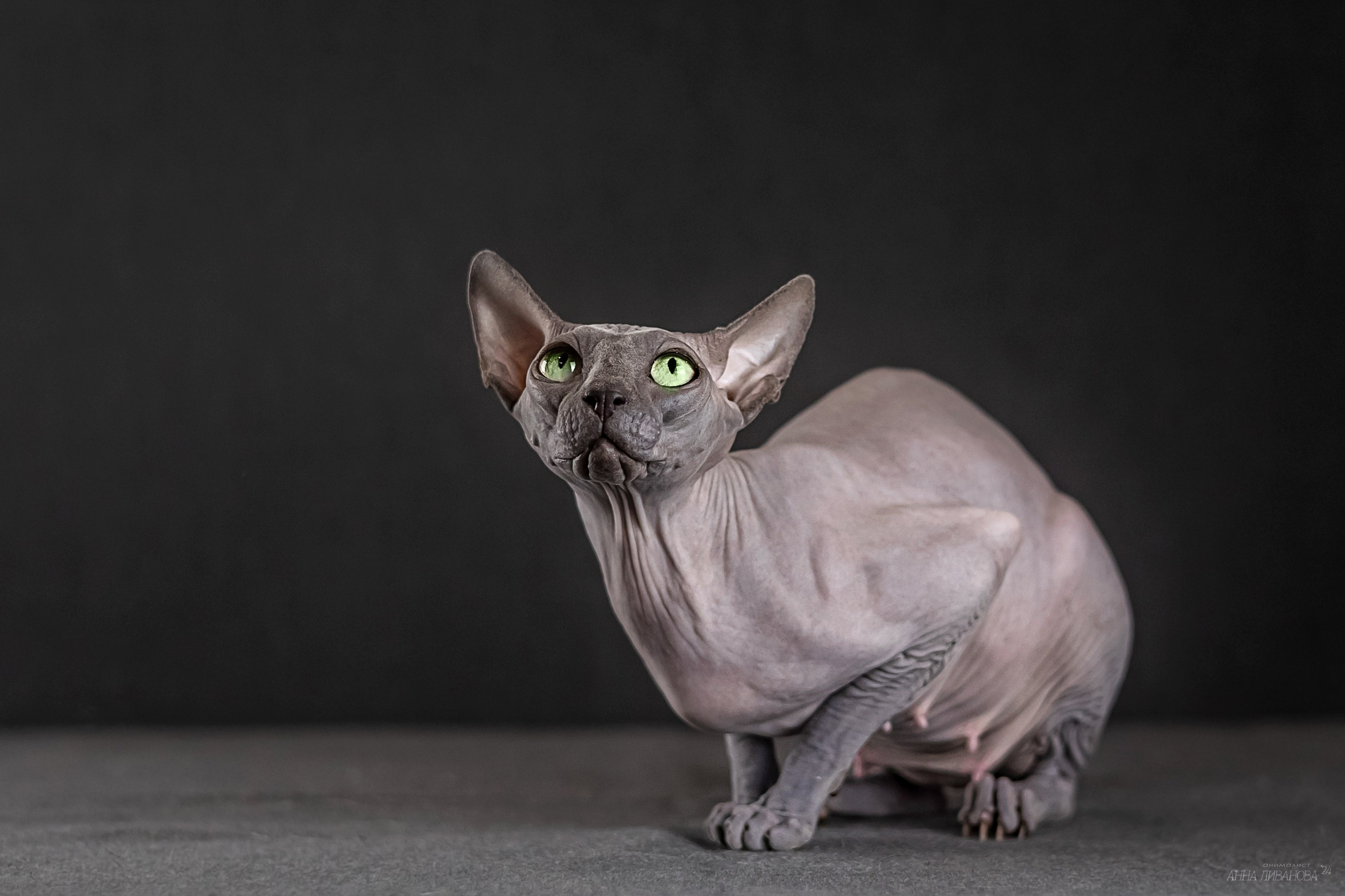Голубая киса сфинкс. Фотограф анималист Аня Ливанова | Рыбинск