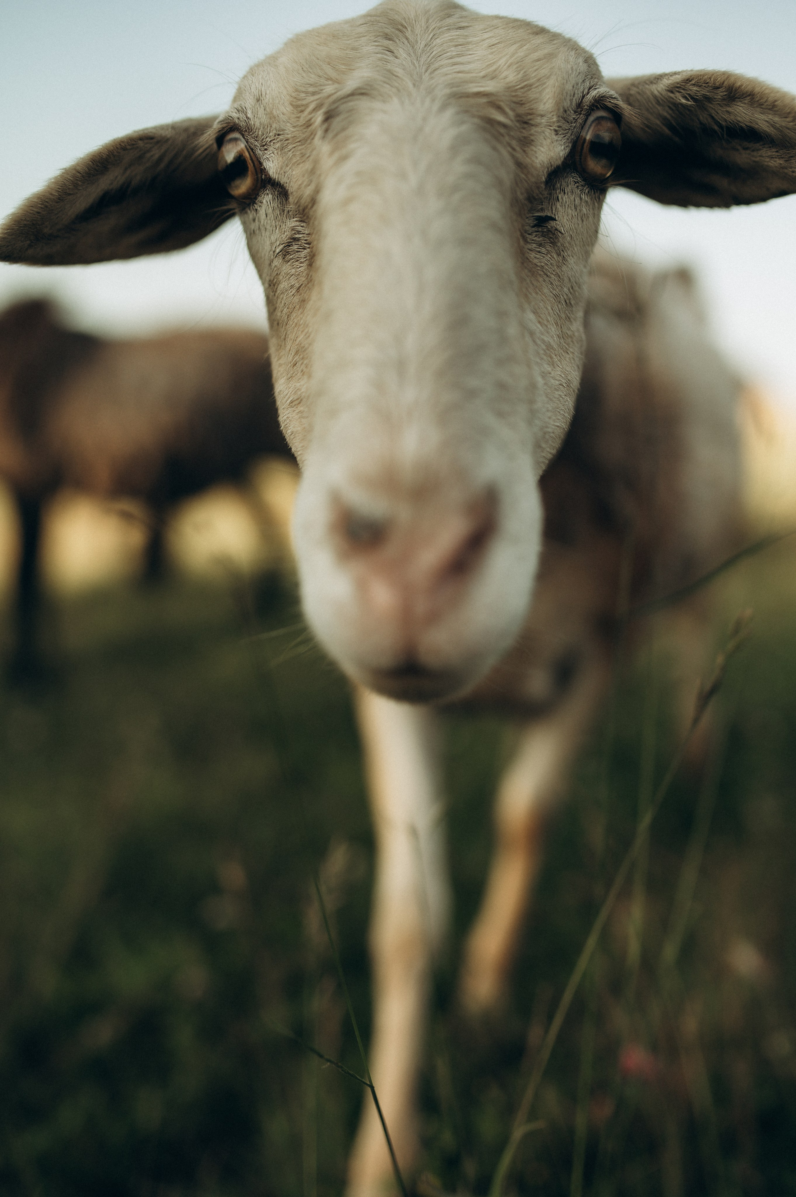 Фотосессия с овечками. Фотограф Быстрова Дарья г. Москва