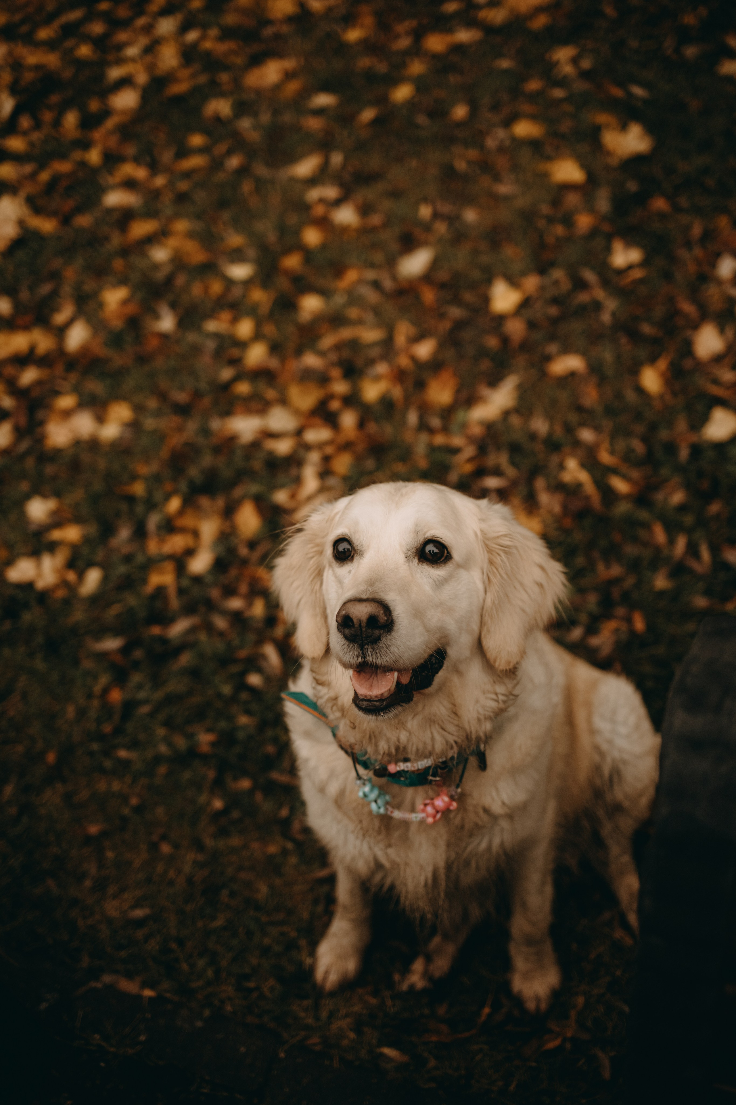 Женя и ее девочки. Фотограф — Анималист | Санкт-Петербург