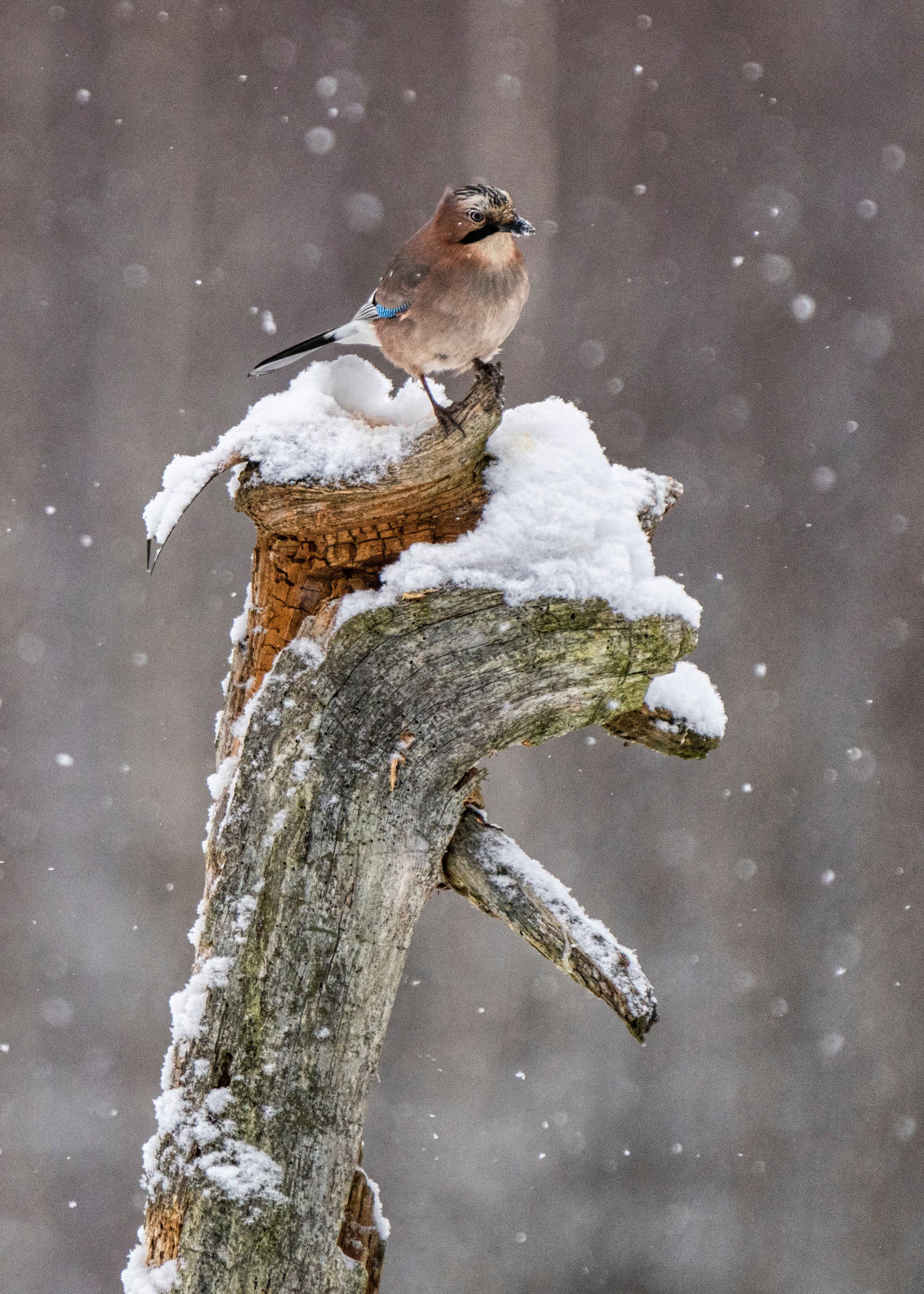 Птицы (коллекция). Фотограф Владимир Остапенко
