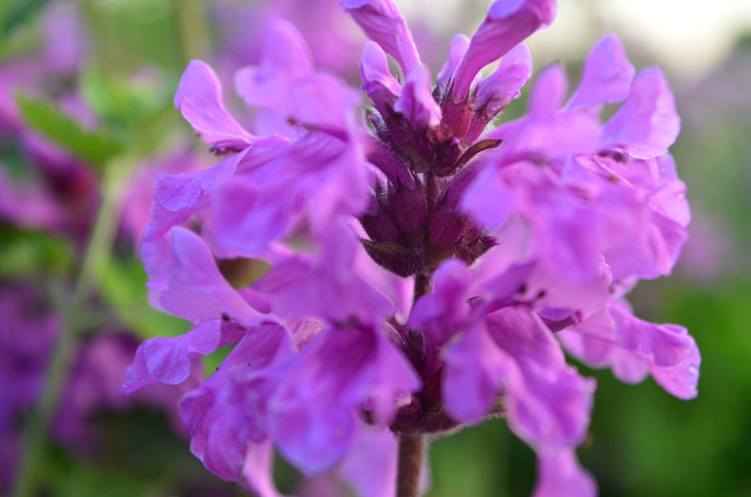 Дары природы. Фотограф viktor viktor