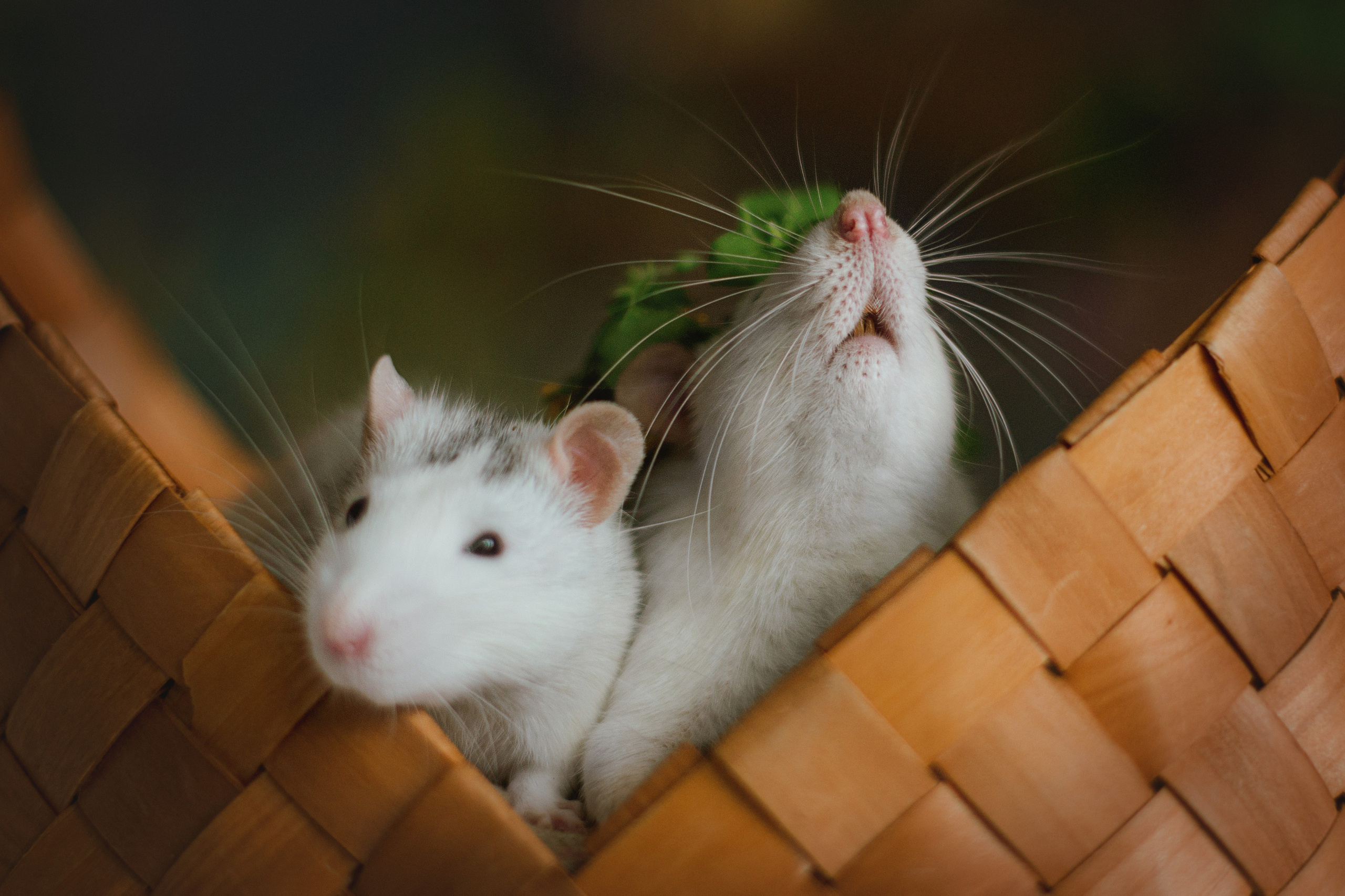 Домашняя фотосессия в Москве с животными. Фотограф собак, анималист в Москве Кира Яковлева