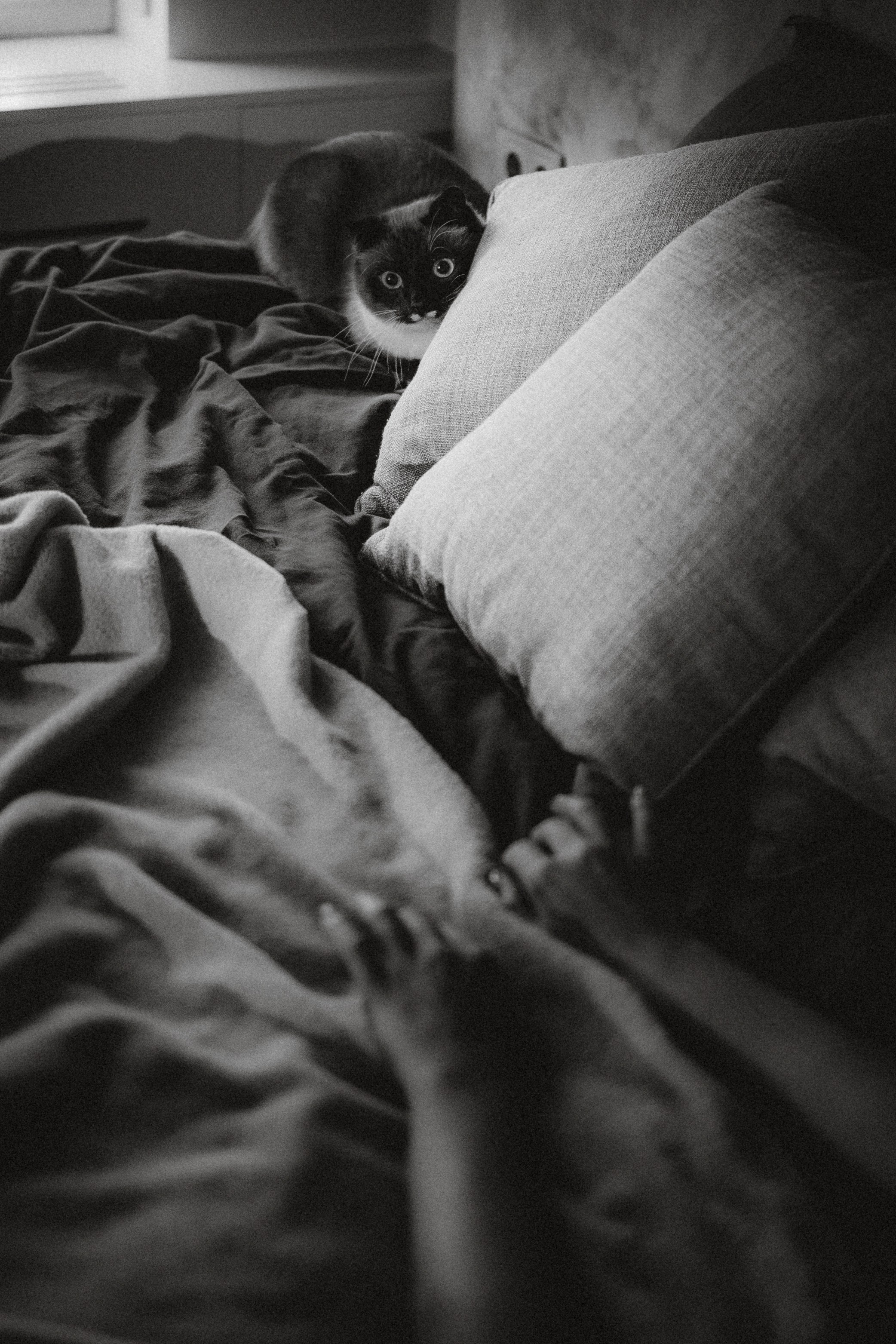 Наташа, Маруся и Зефир