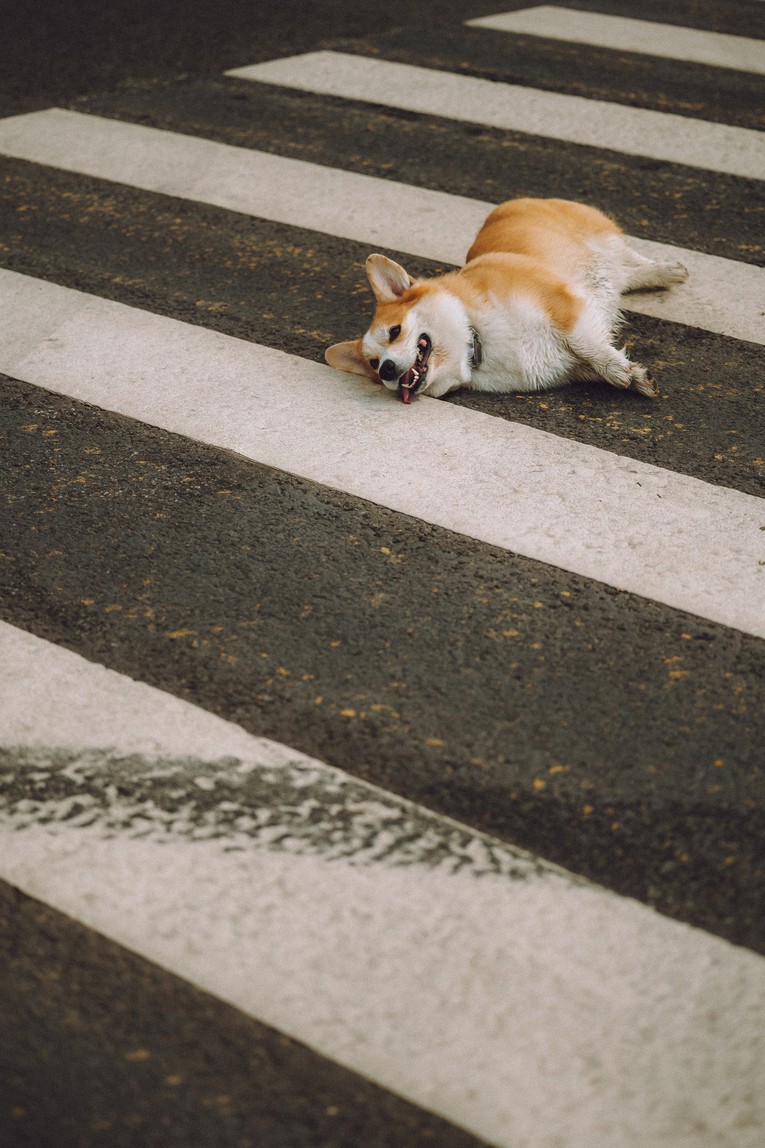 Пуговка и ее семья