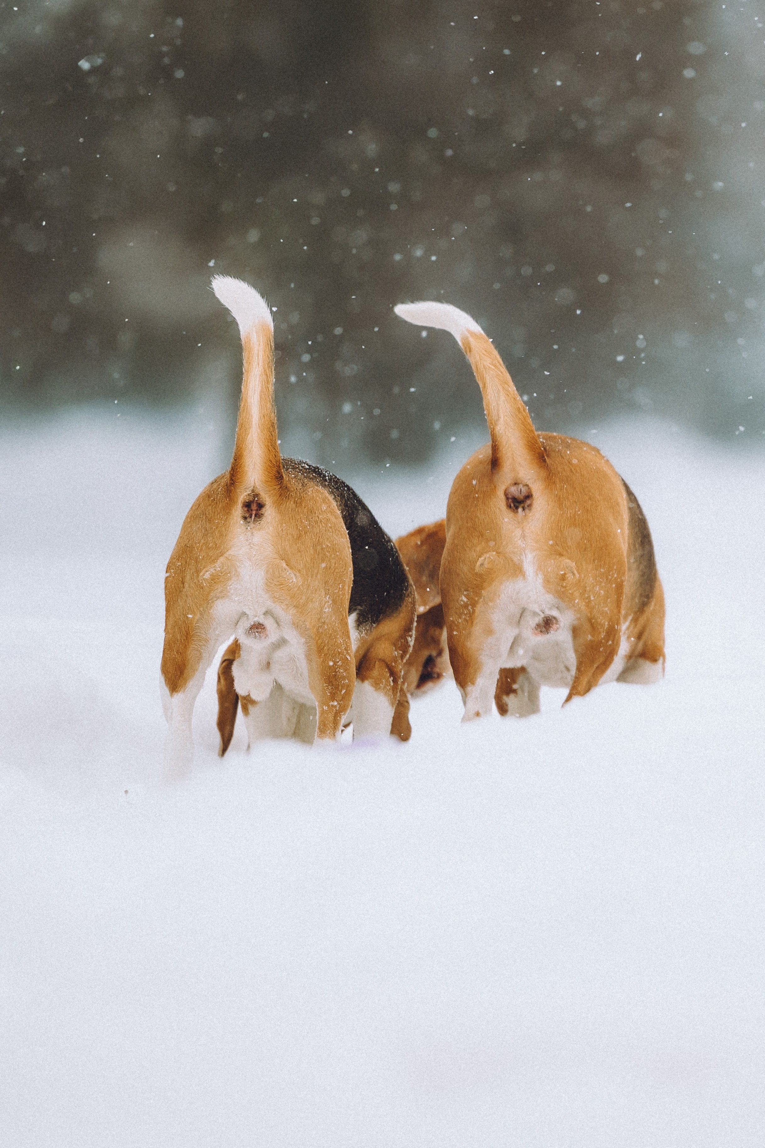 Роман, Портер и Коррес