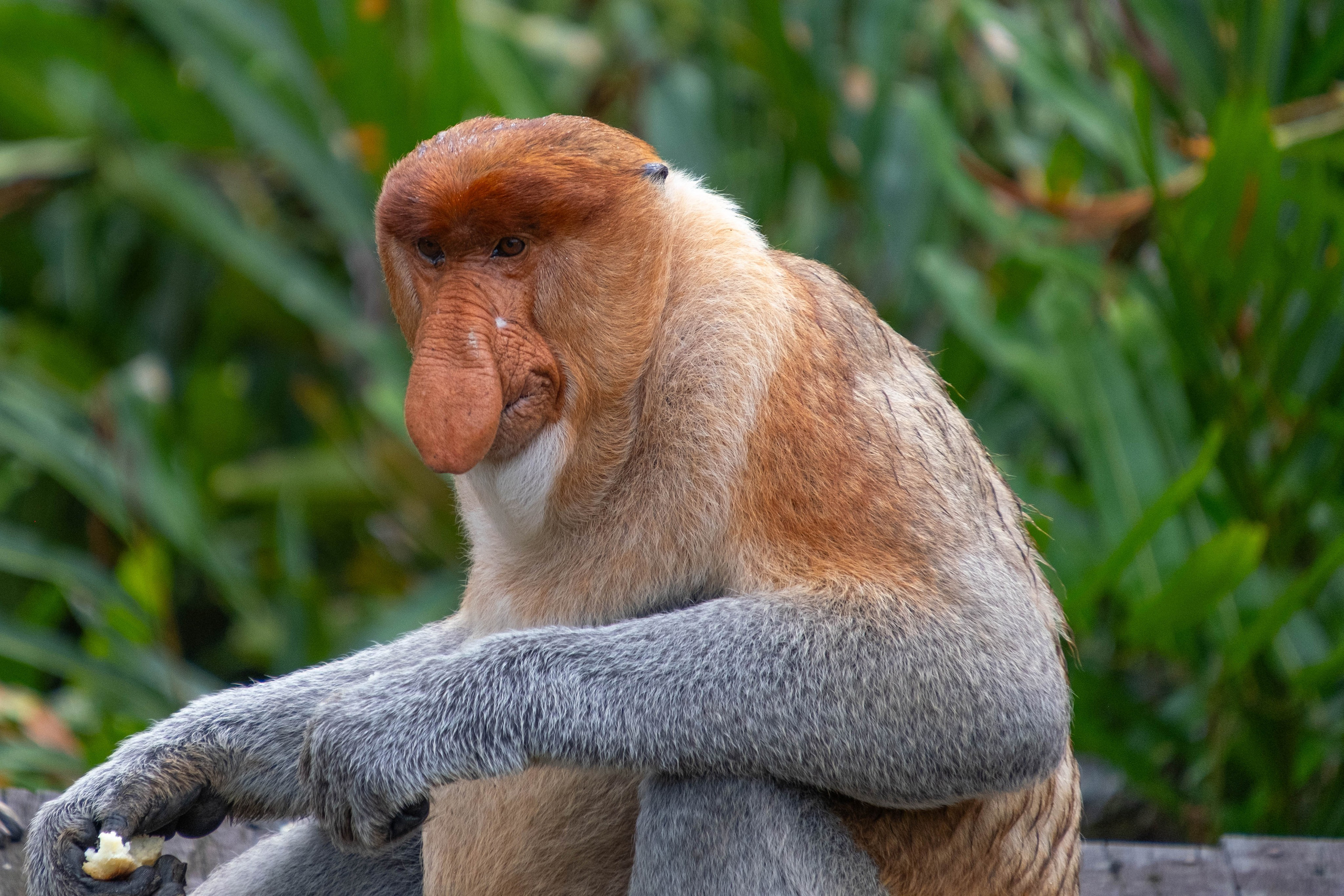 О. Борнео, г. Сандакан. В мире животных. Фотографии из путешествий