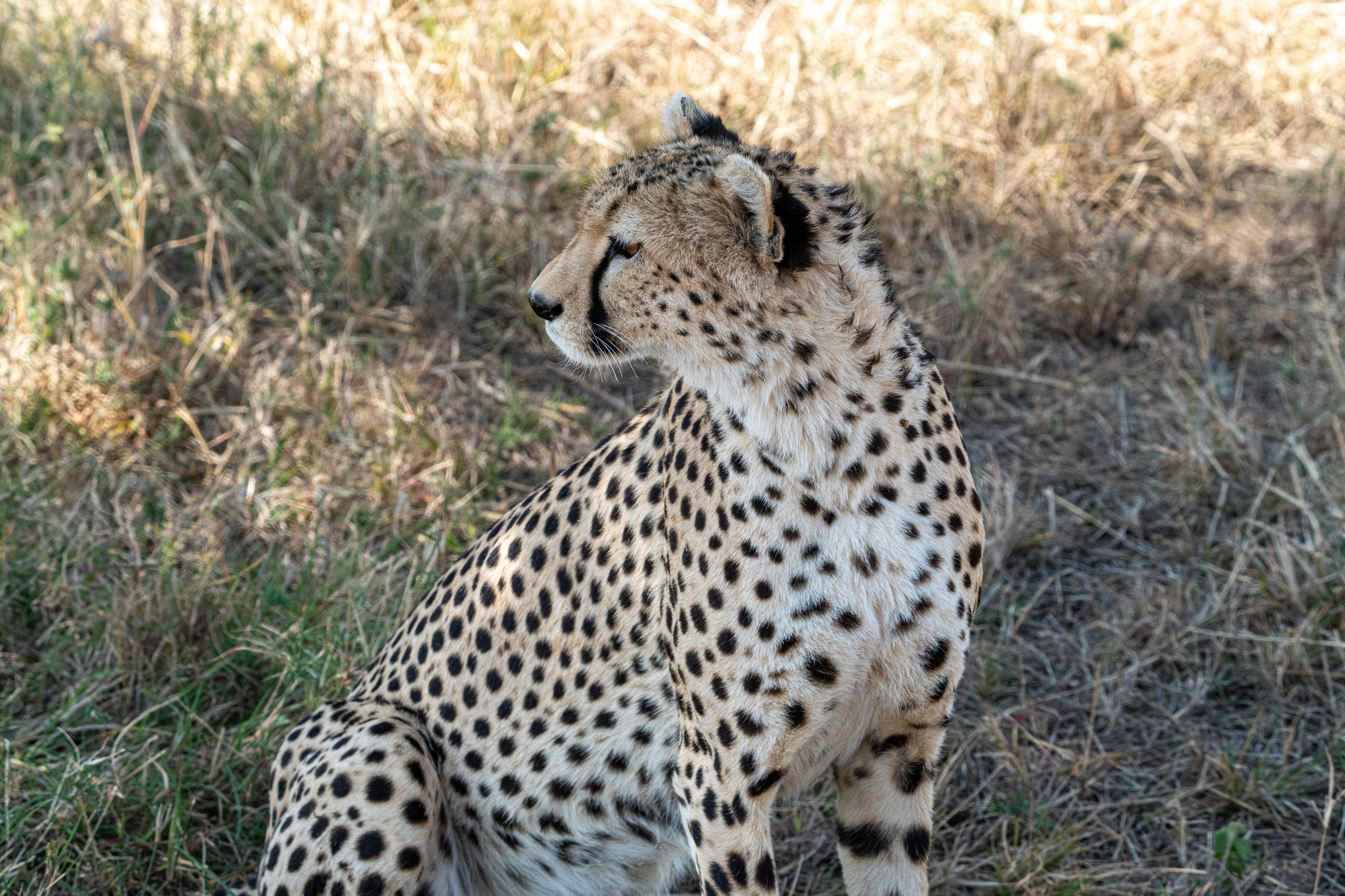 Танзания, сафари, 2025. Творческие сьемки
