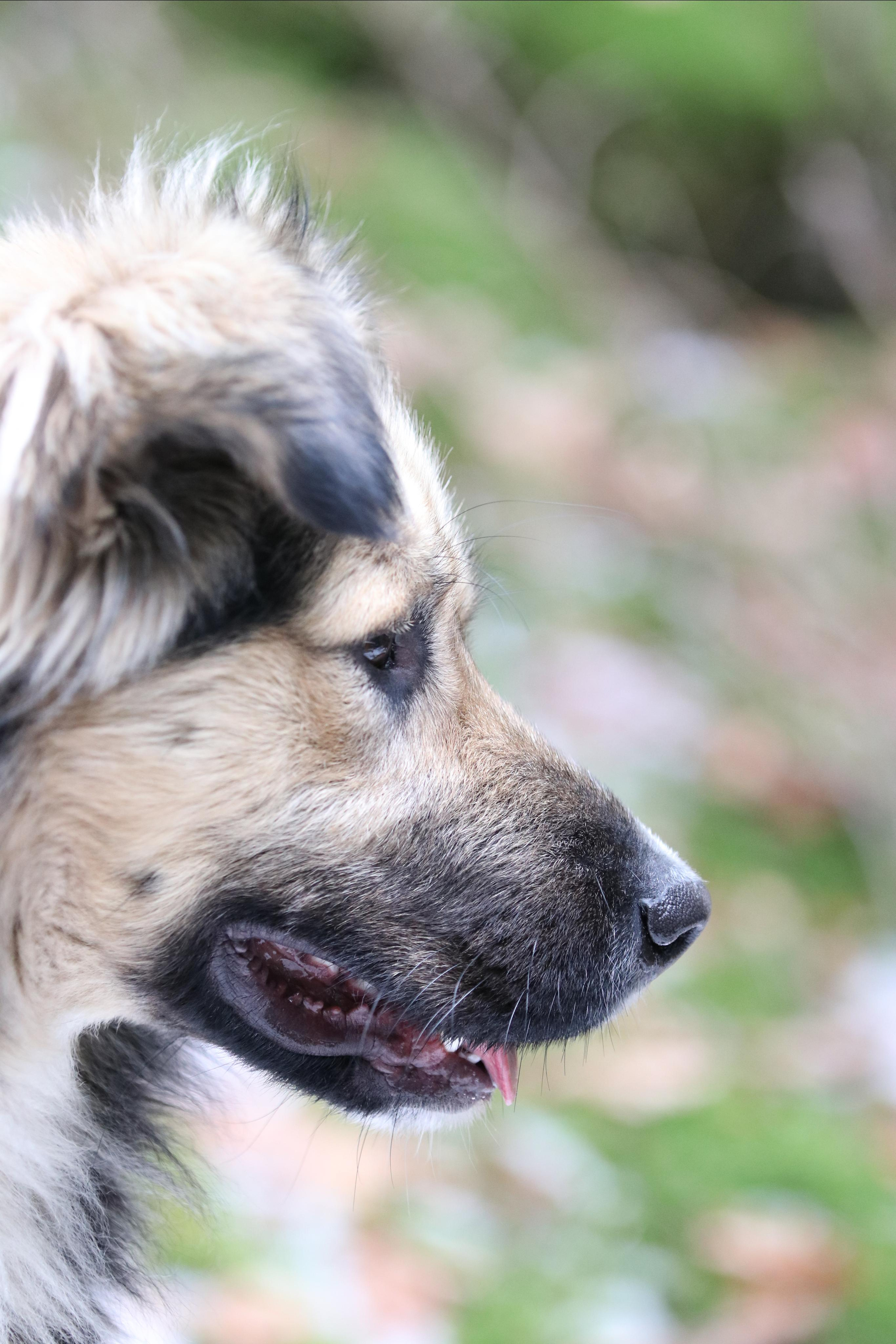 Наш пушистый проводник