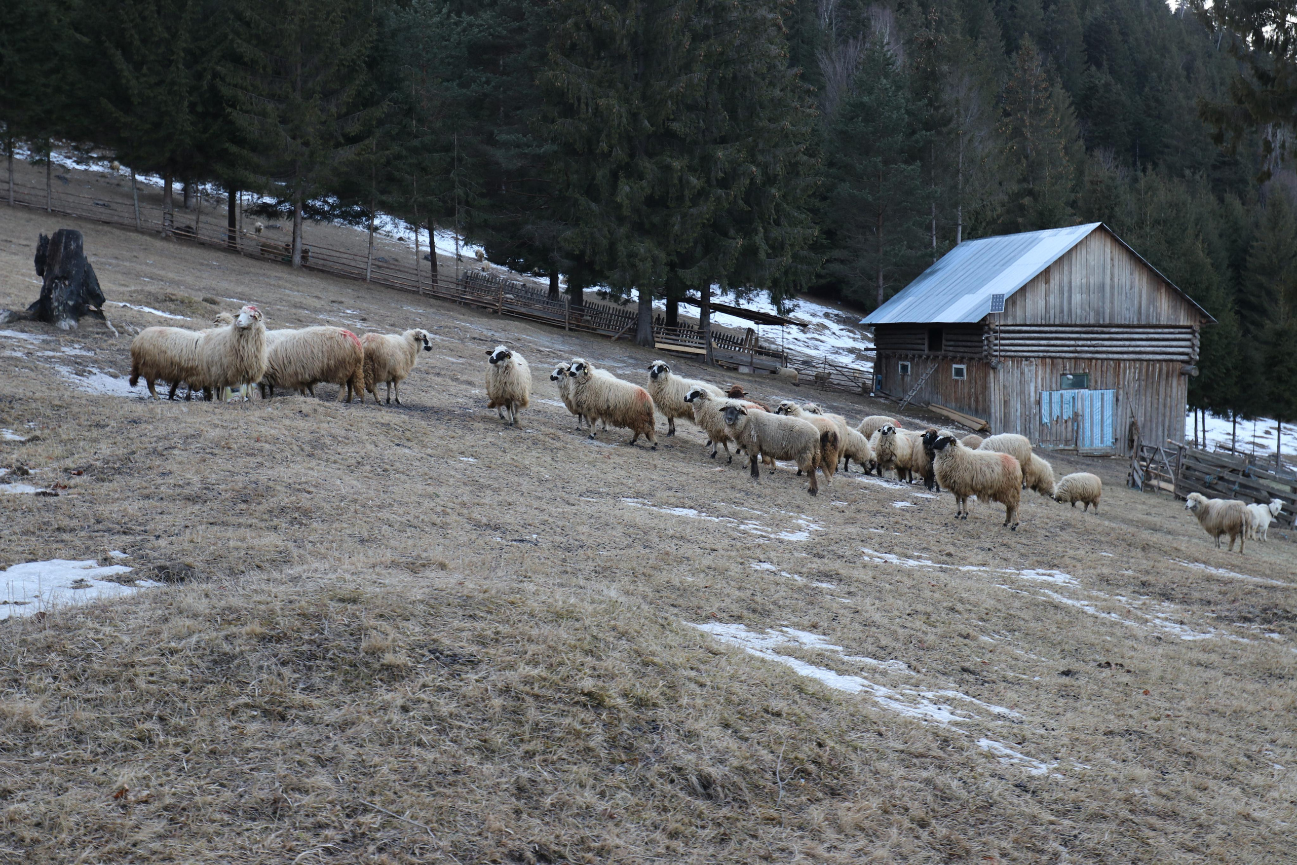 Румыния. Лаку-Рошу. Путешественник-фотограф из Санкт-Петербурга Татьяна Свистулина