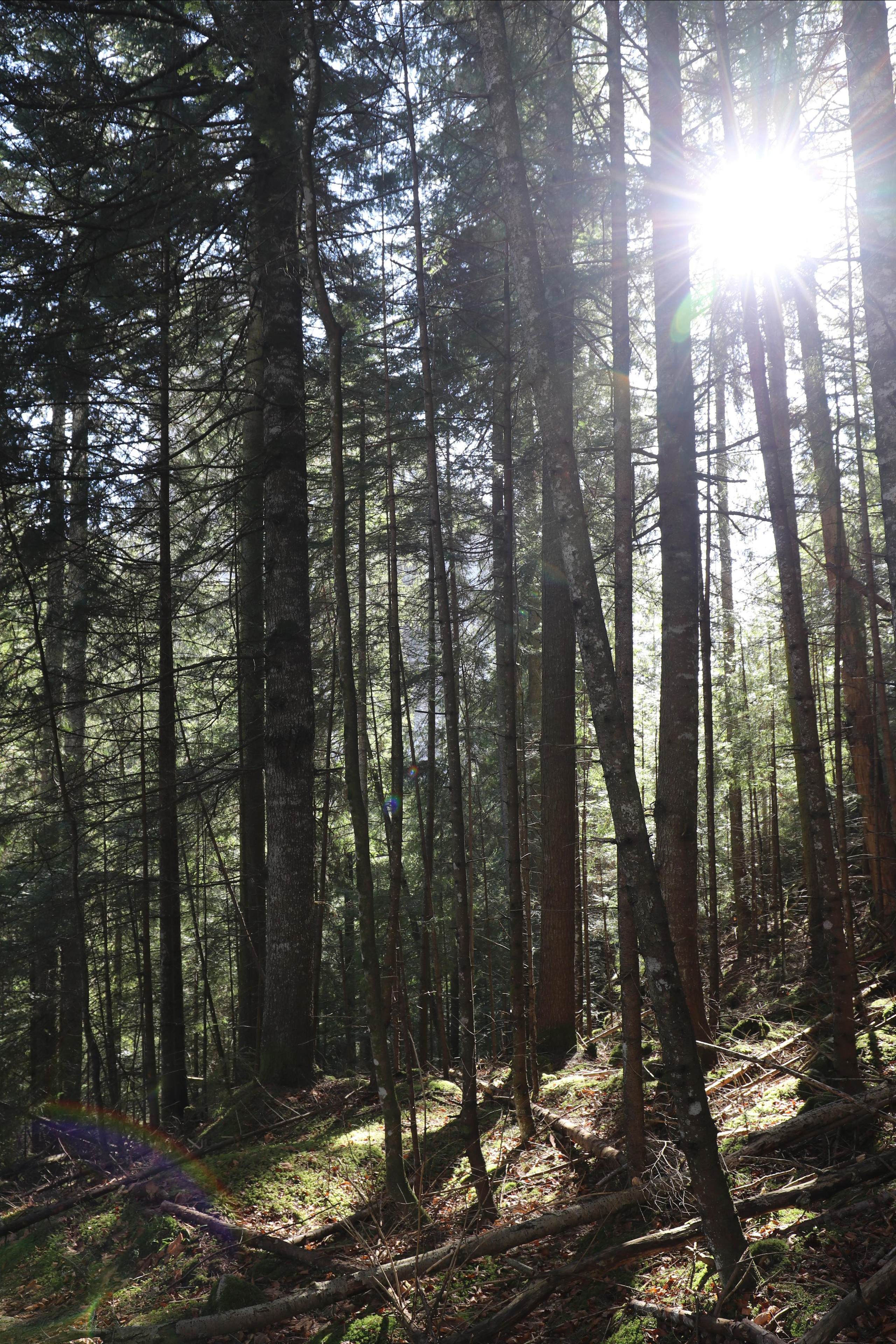 Румыния. Лаку-Рошу. Путешественник-фотограф из Санкт-Петербурга Татьяна Свистулина