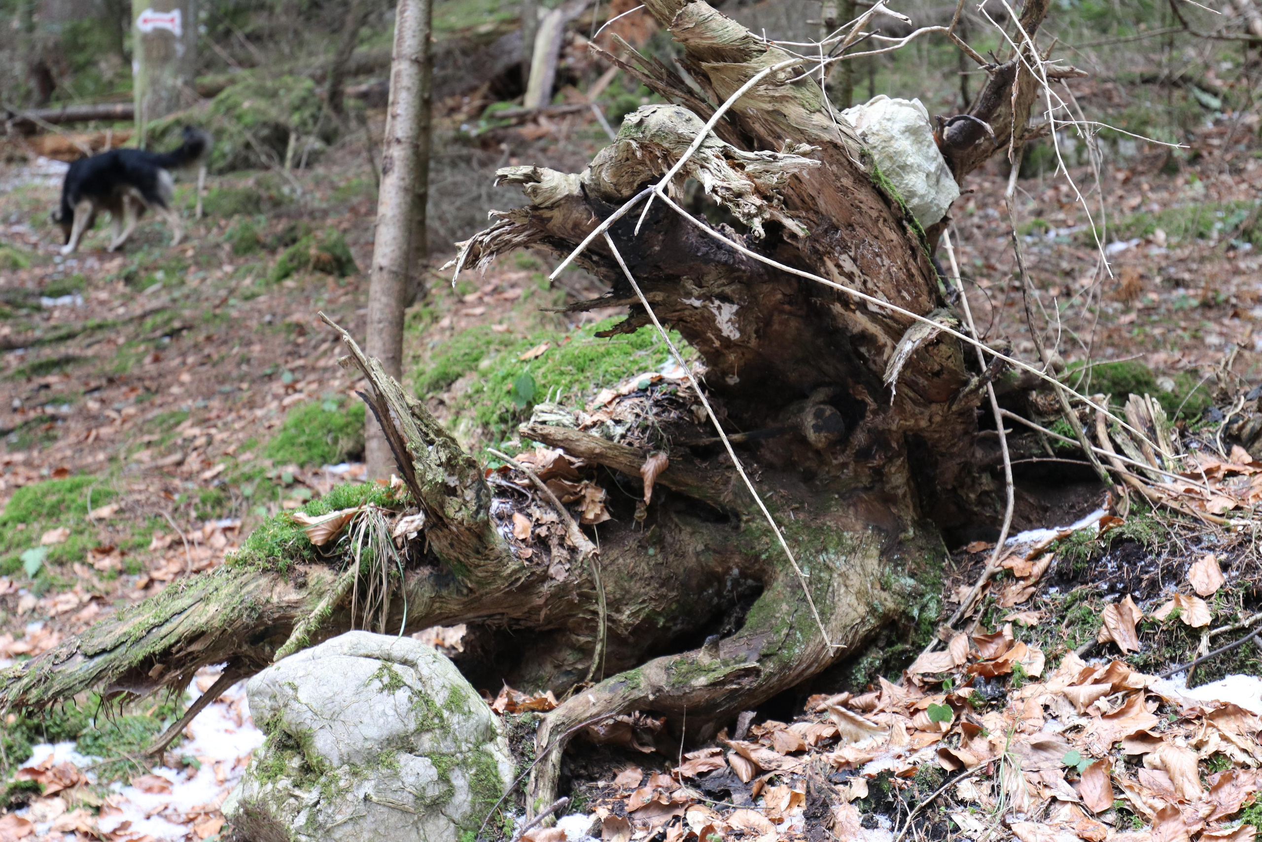 Румыния. Лаку-Рошу. Путешественник-фотограф из Санкт-Петербурга Татьяна Свистулина