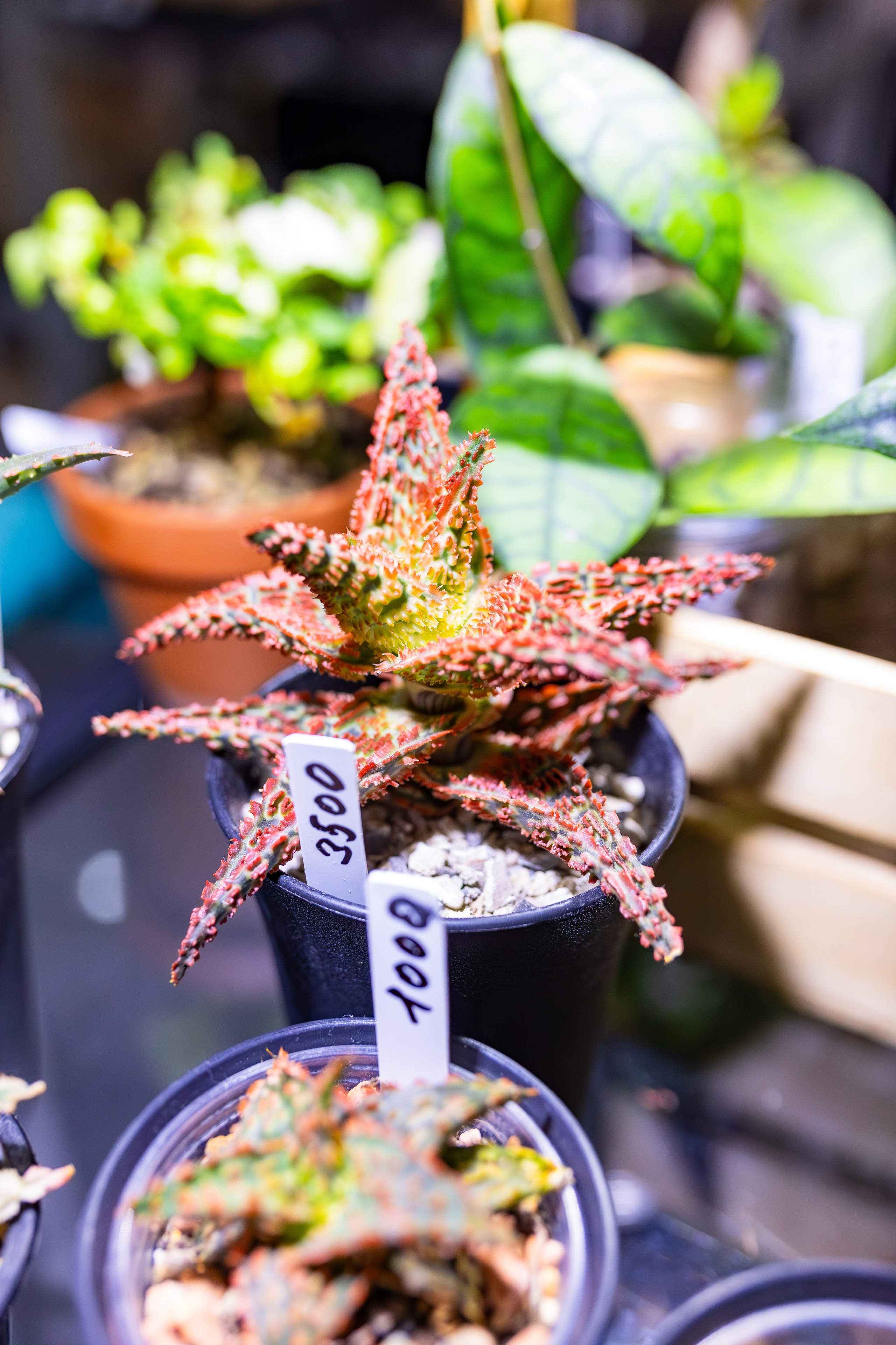 Орхидиум сентябрь 2025. Александра Куликова фотограф, Москва