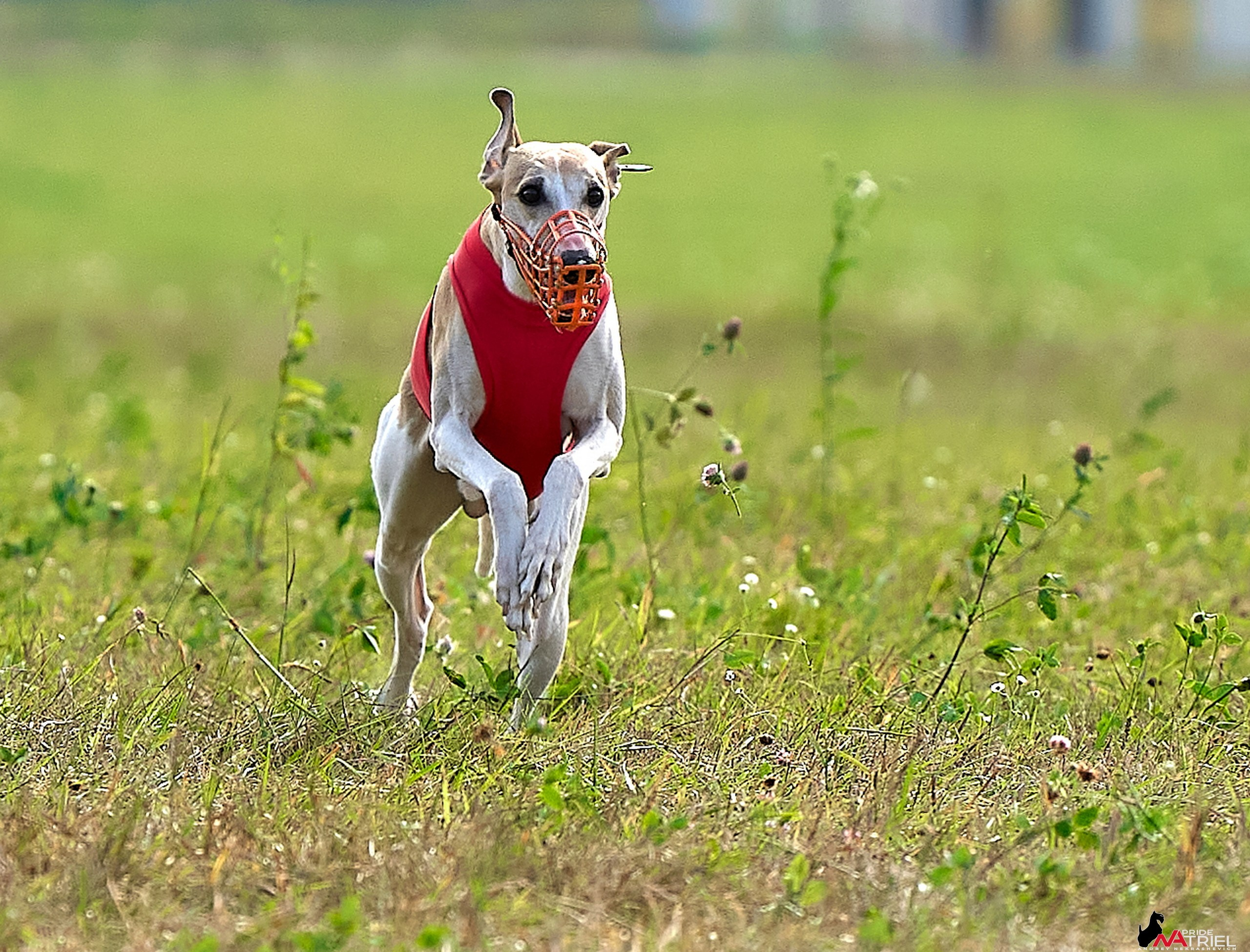 Съемка курсинг — галерея NATRIEL