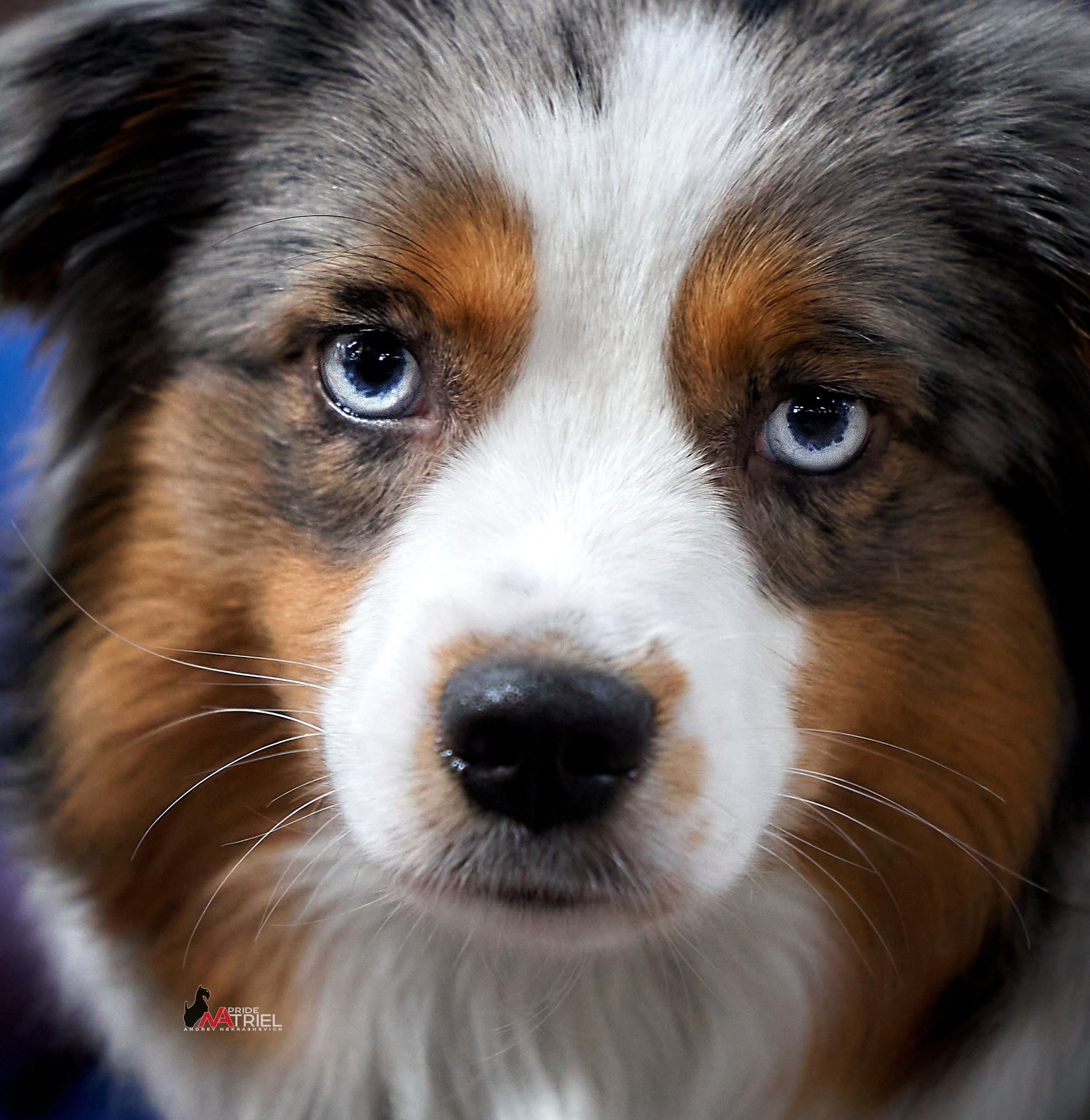 Портреты собак — галерея NATRIEL