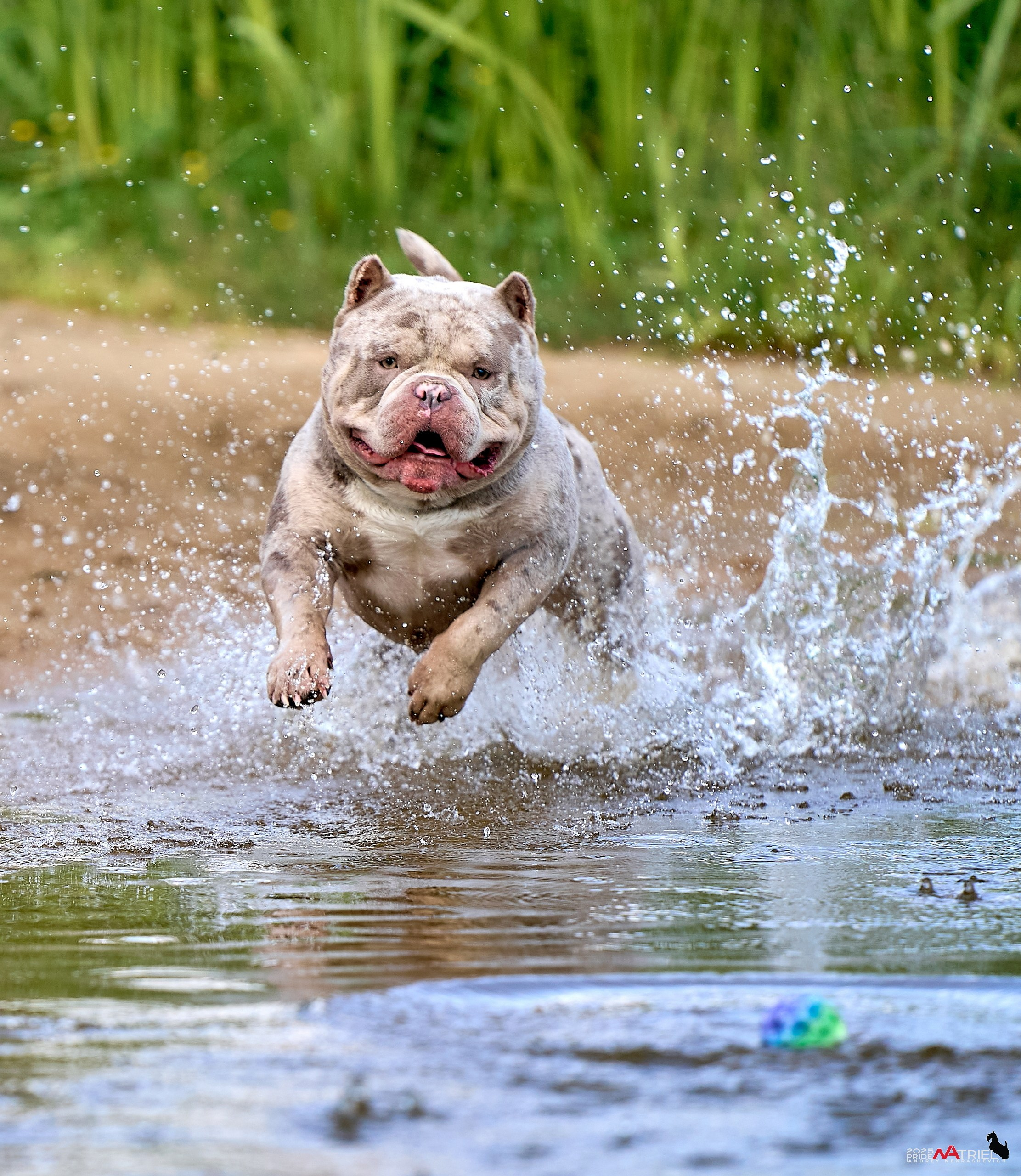 Съемка собак породы булли на природе
