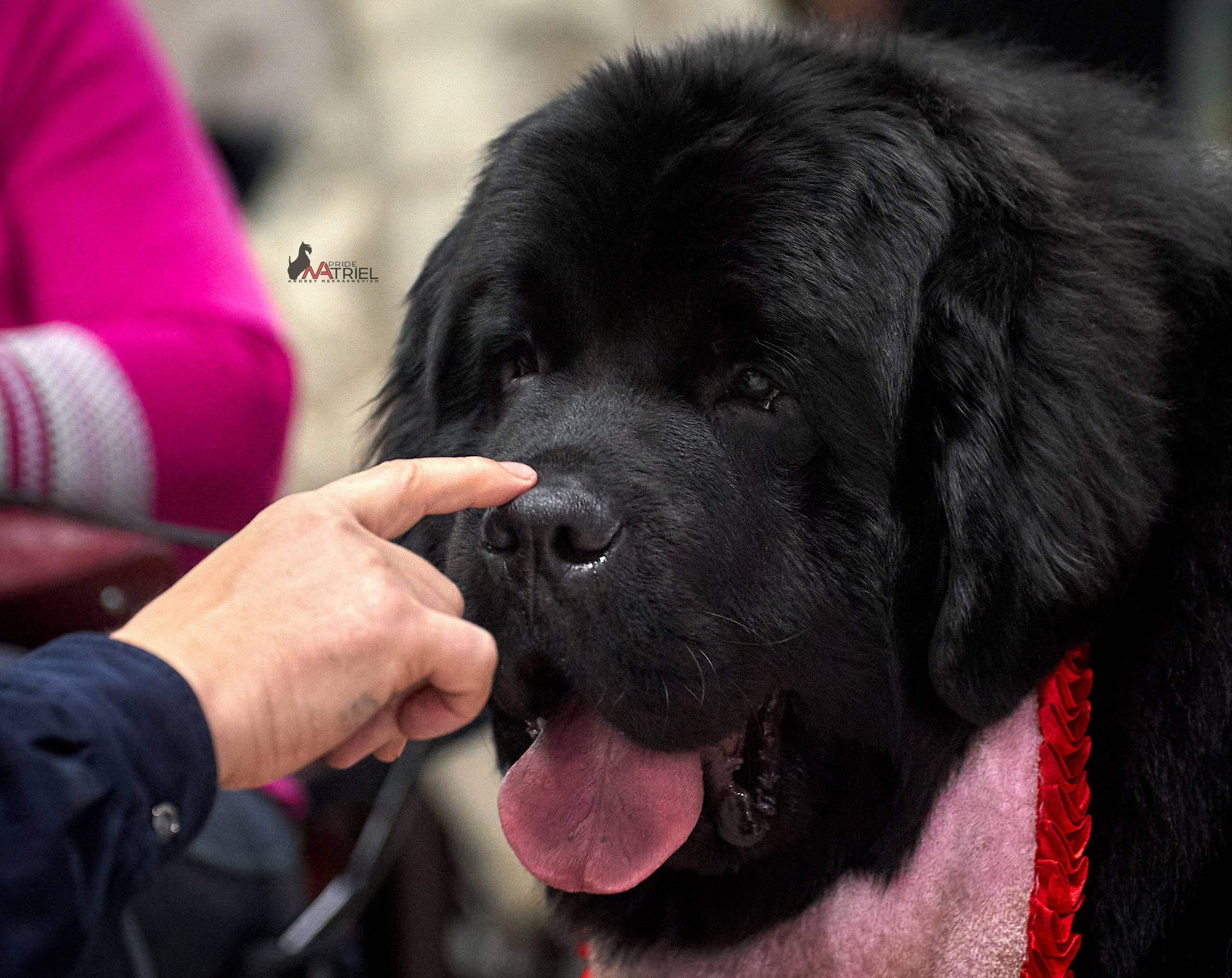 Портреты собак — галерея NATRIEL
