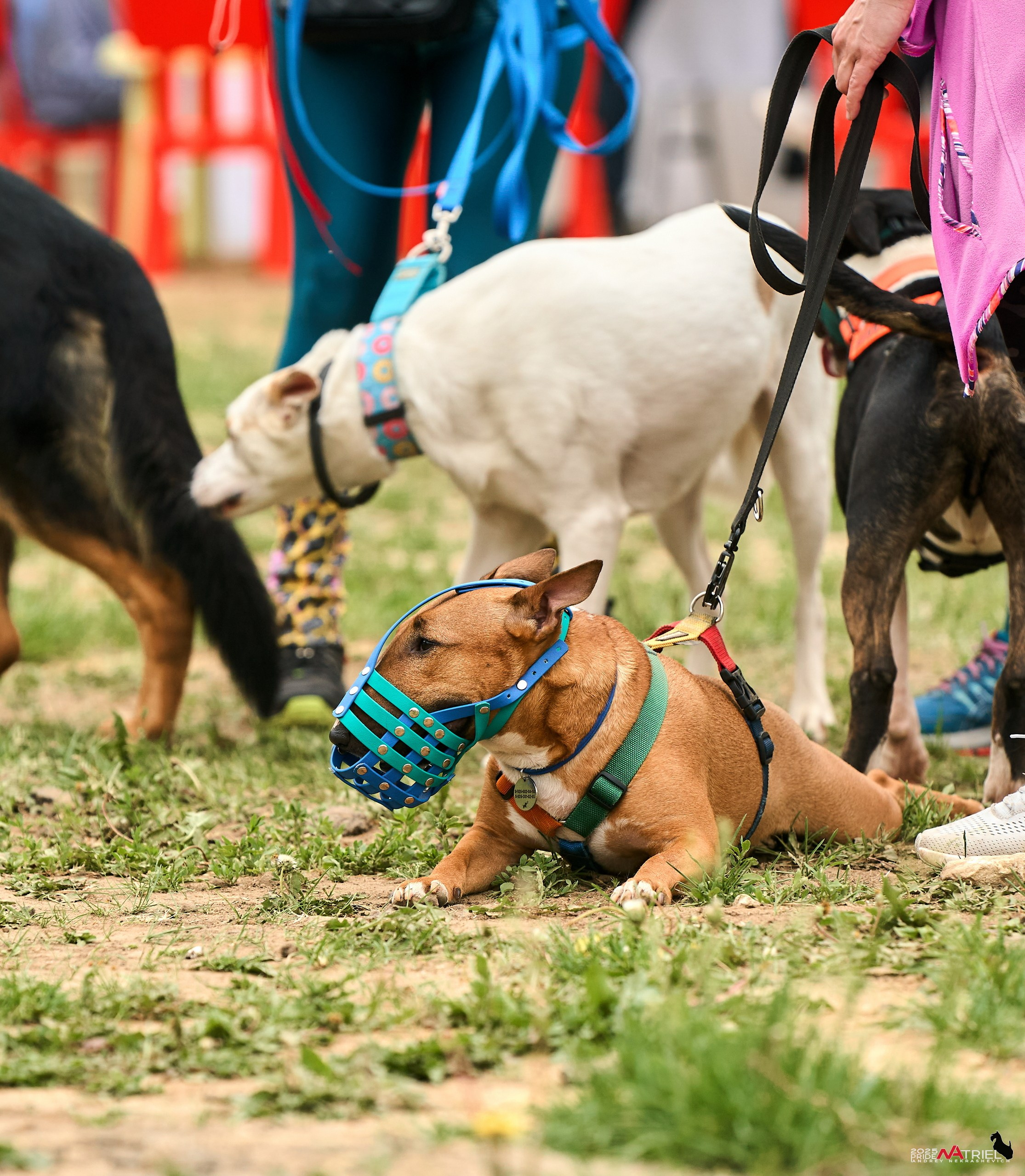 Russian Extreme Dog Trail — 2025