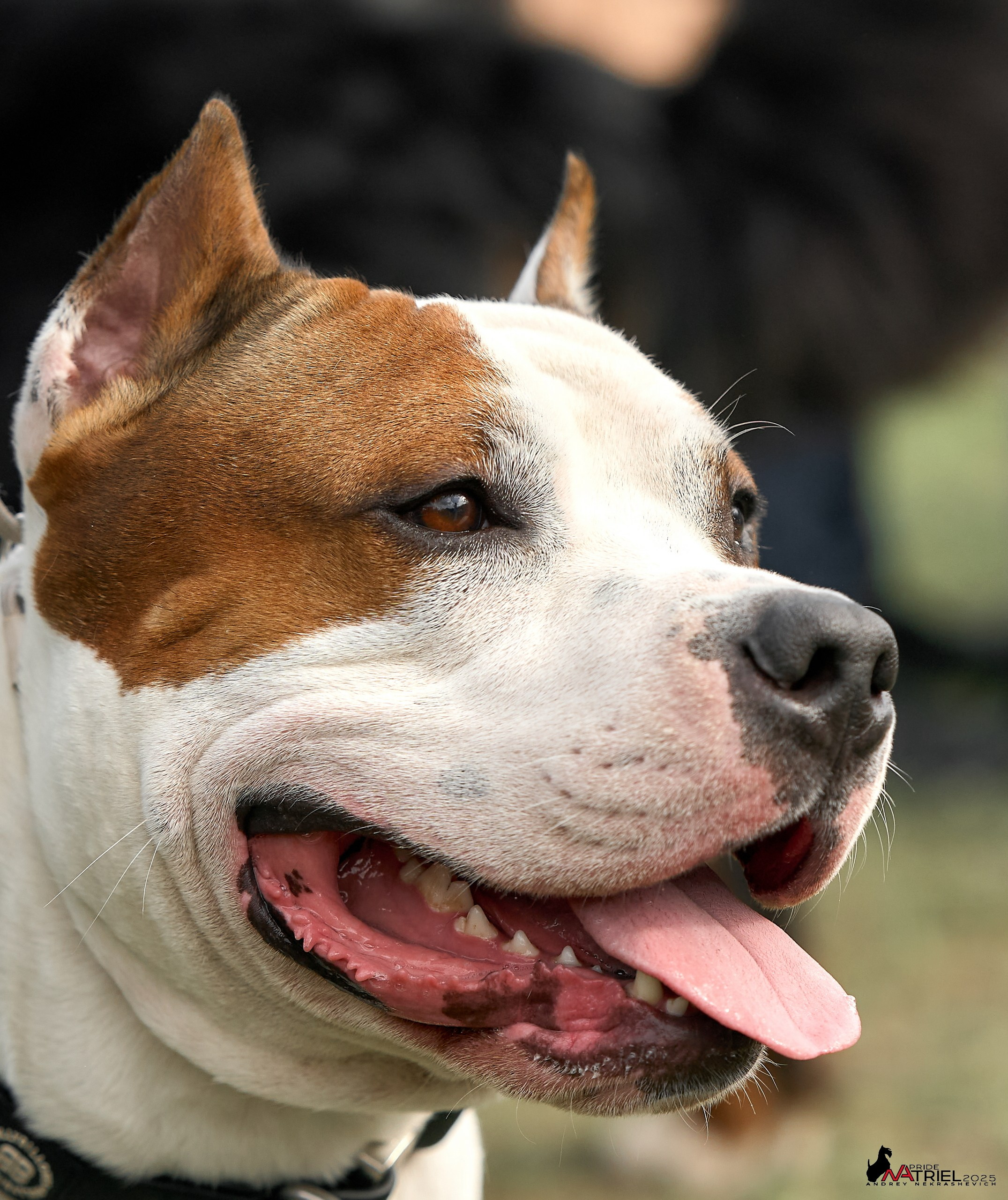 Выставка собак Суздаль-Владимир