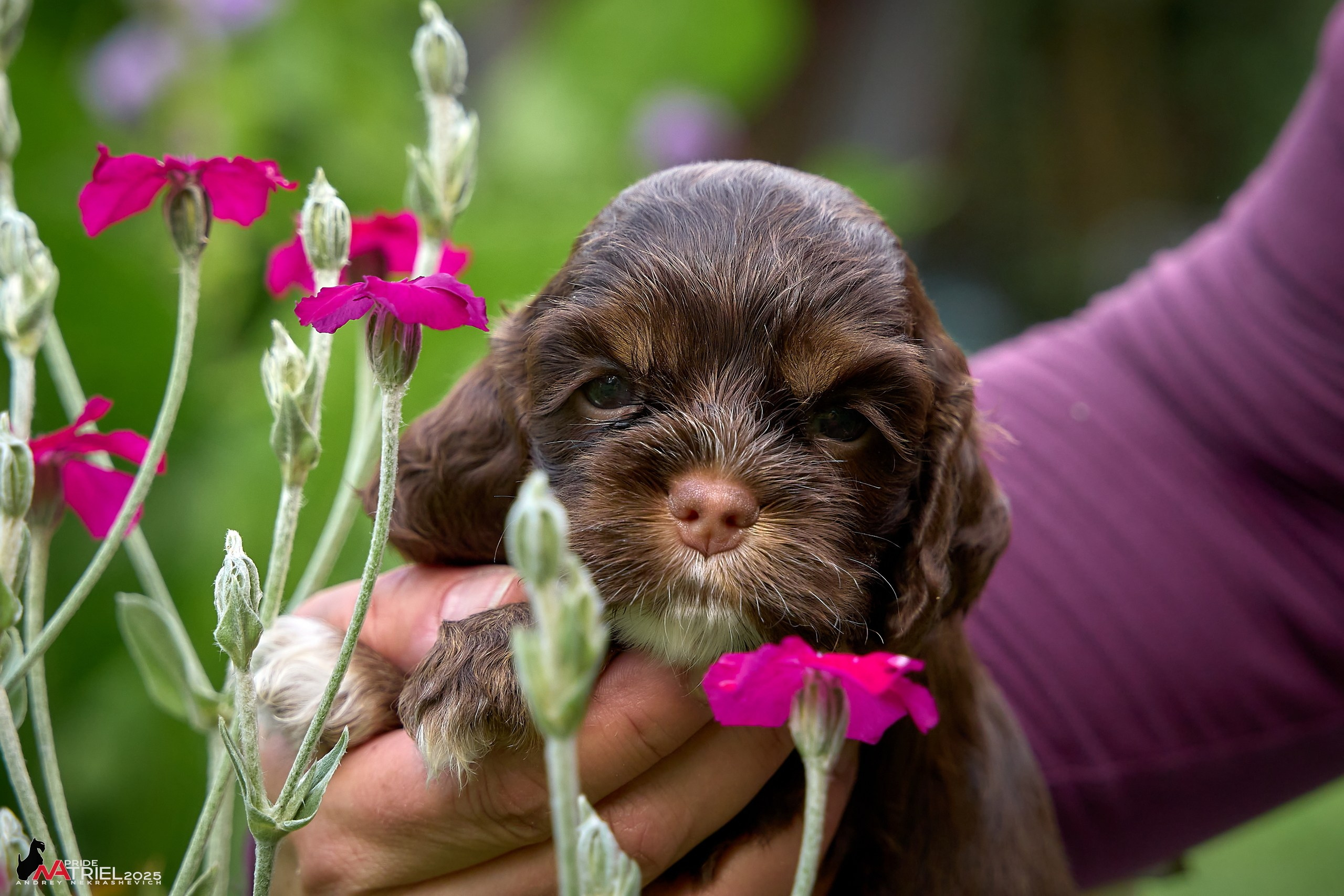 Щенки АмКокеров