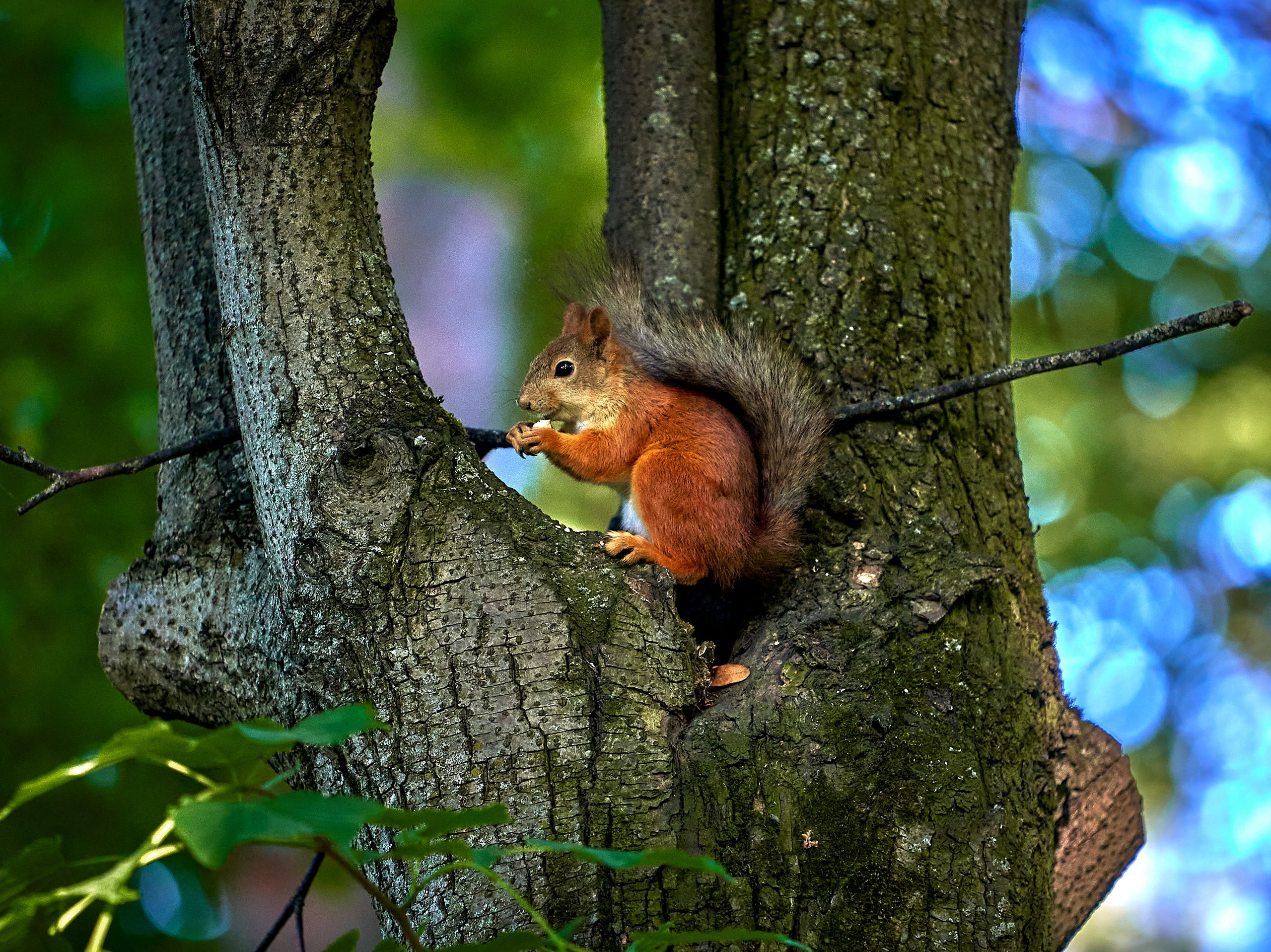 Животные — галерея NATRIEL