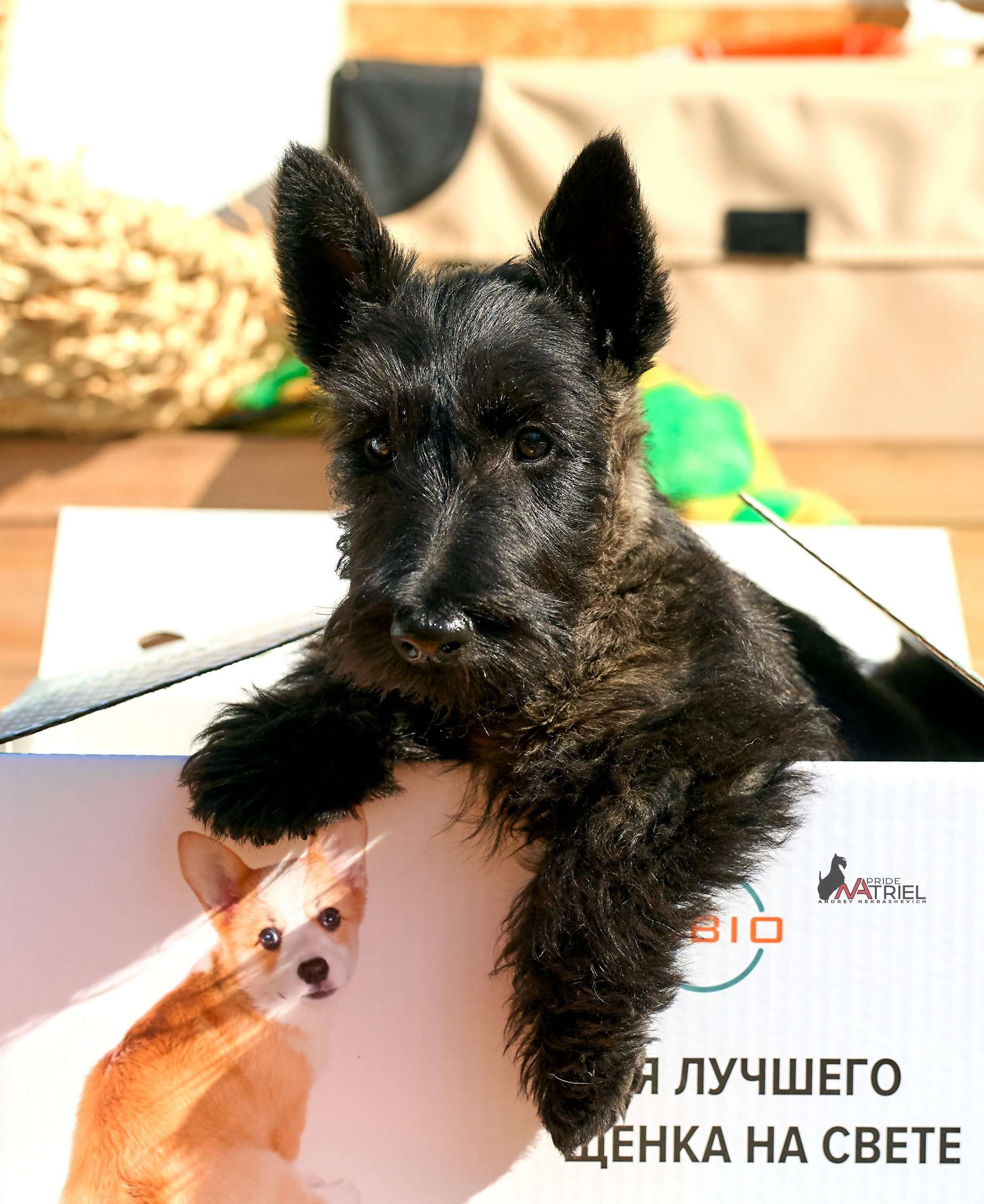 Реклама с животными — галерея NATRIEL