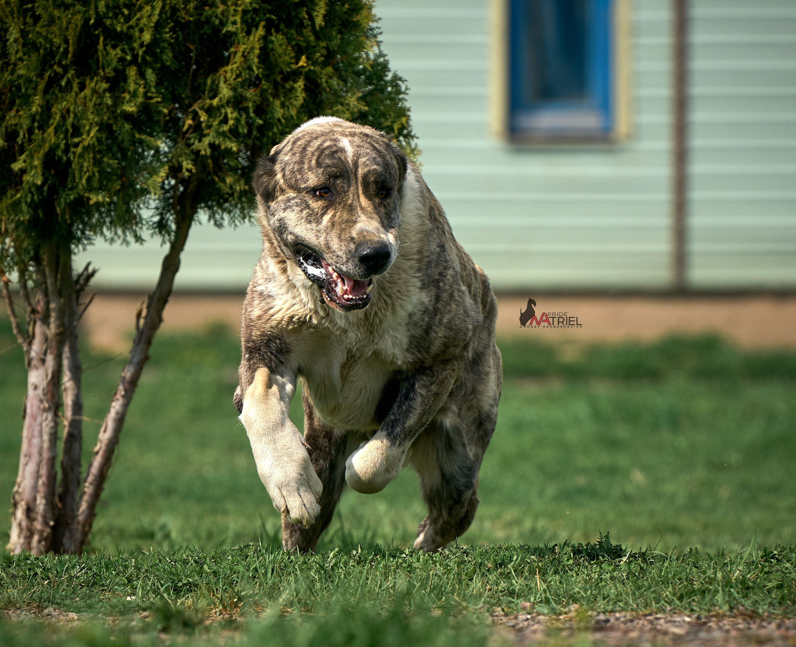 Среднеазиаты — щенки и взрослые