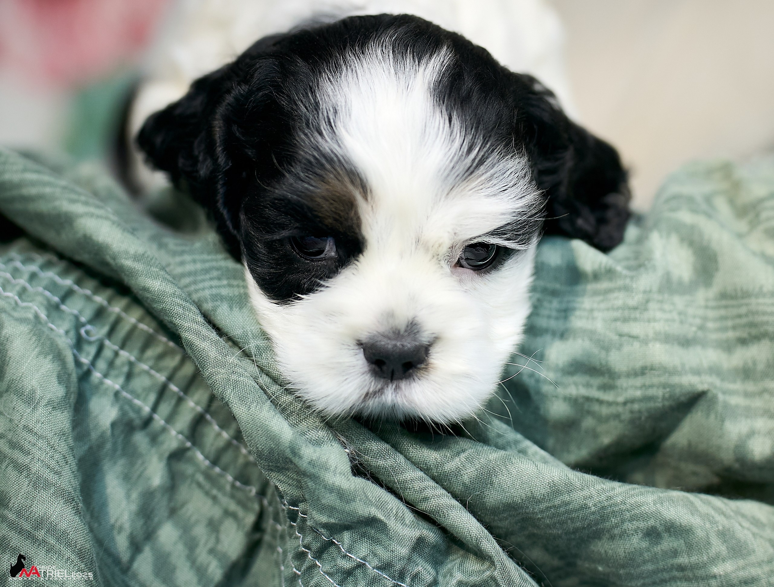 Щенки АмКокеров