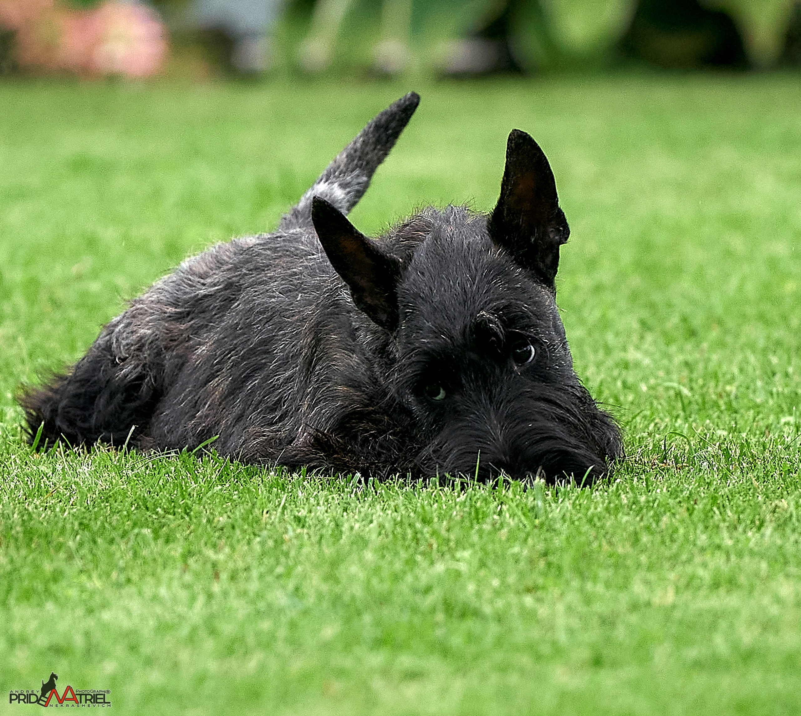 Портреты собак — галерея NATRIEL