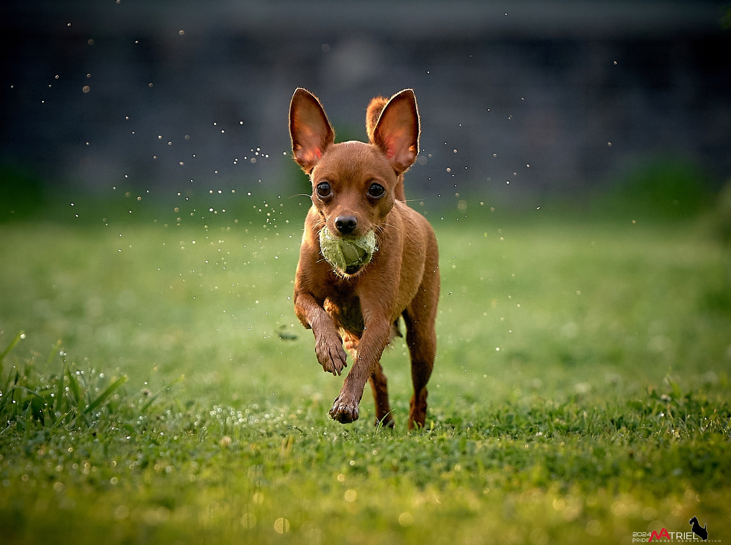Фотопрогулка с крысариками