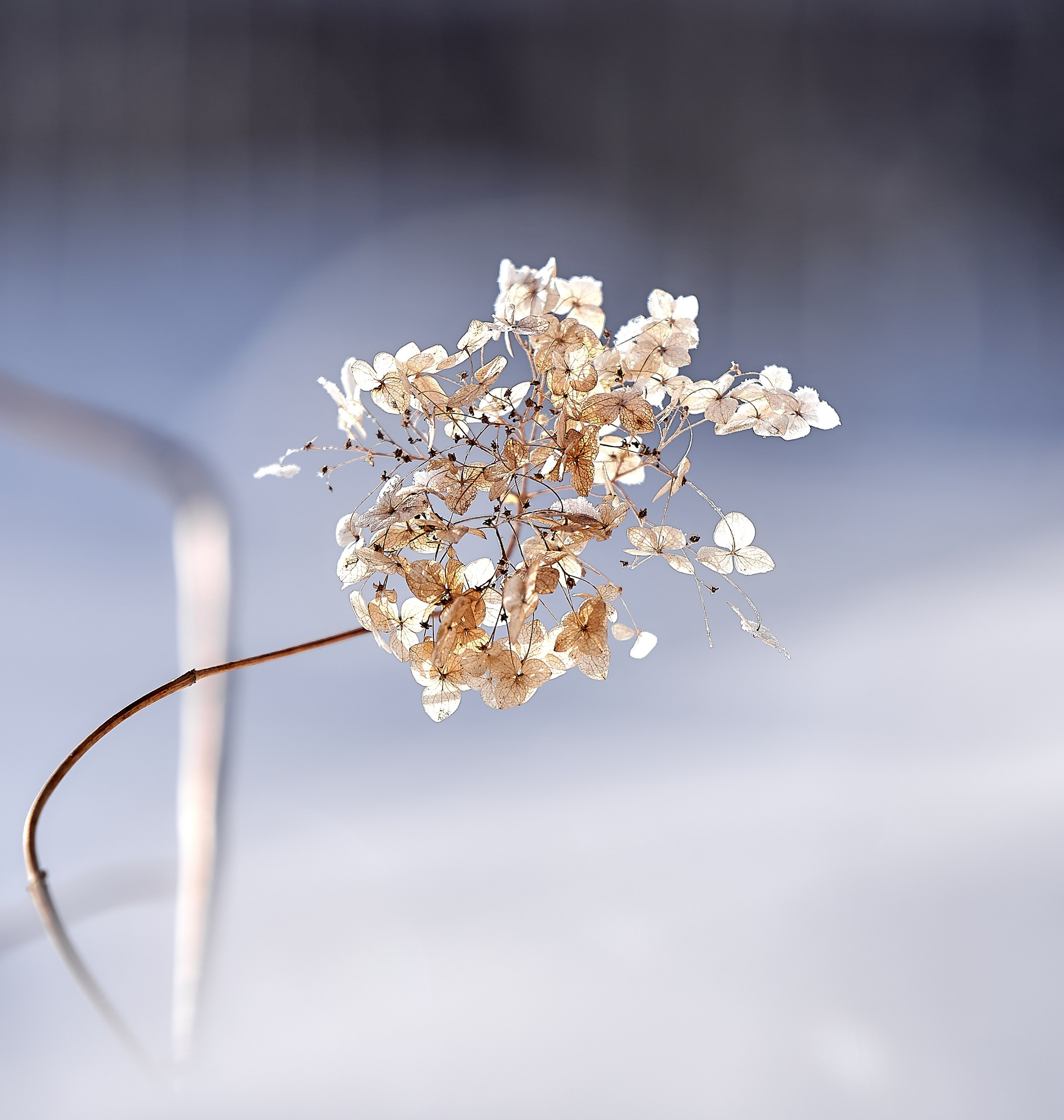 Лютики-цветочки — галерея NATRIEL