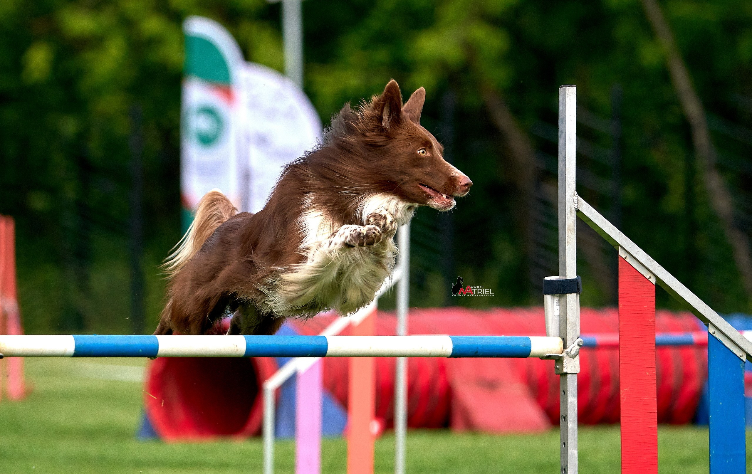 Аджилити — галерея NATRIEL