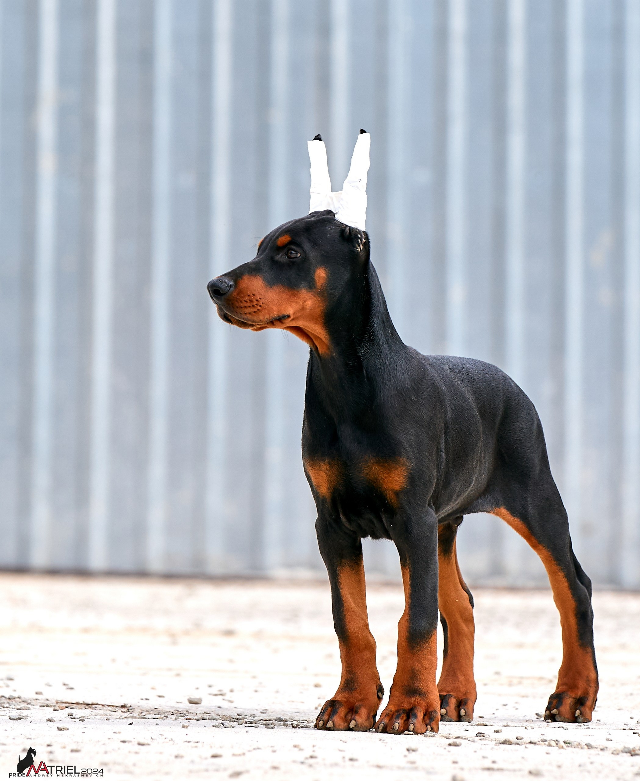 Съемка щенков доберманы