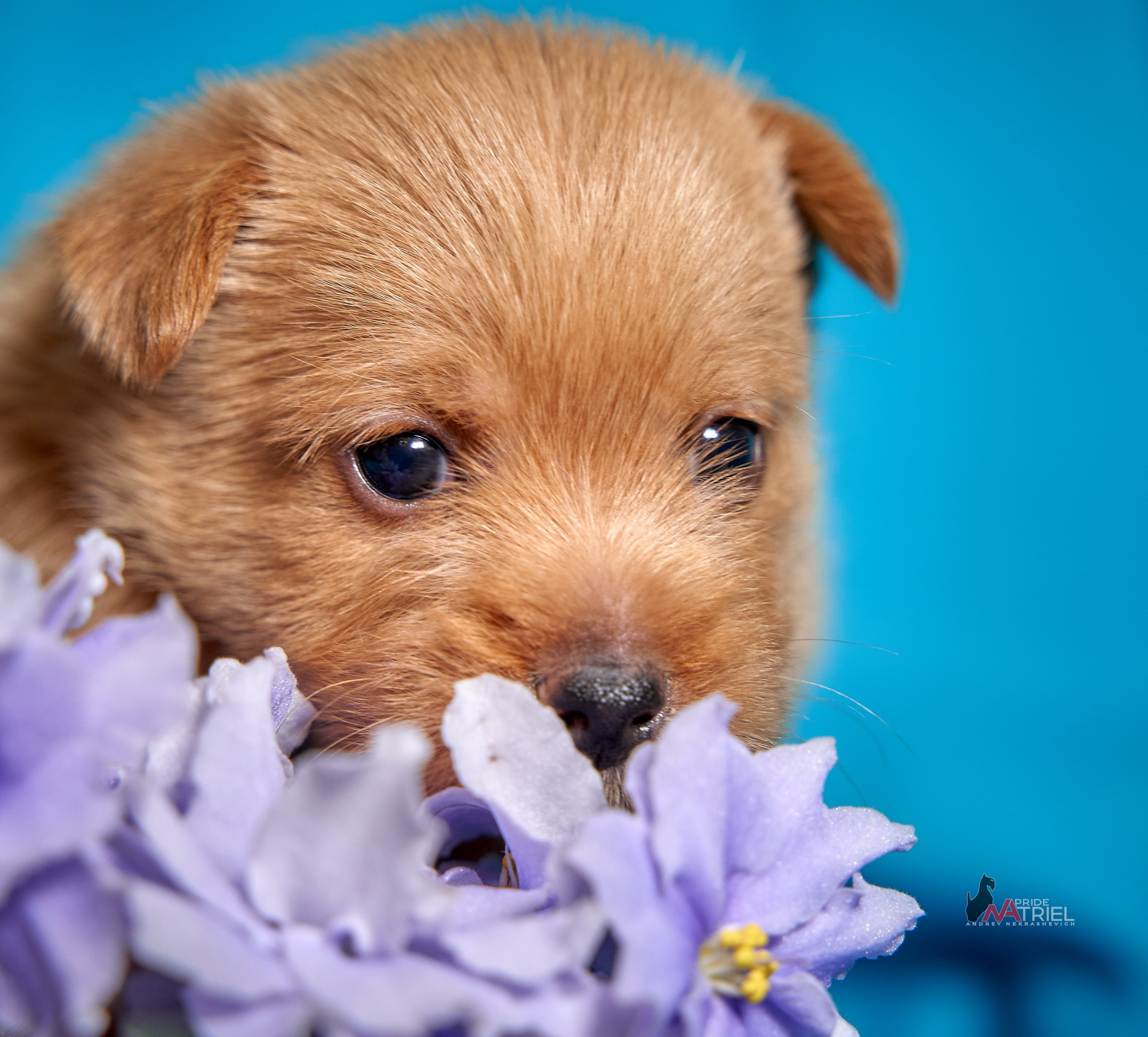 Щенки дома — галерея NATRIEL