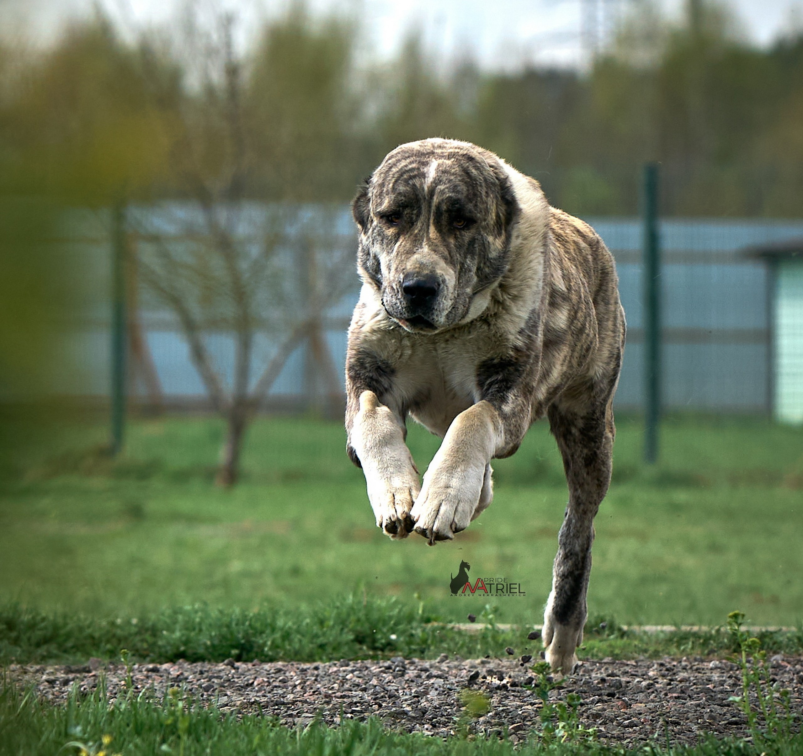 Среднеазиаты — щенки и взрослые