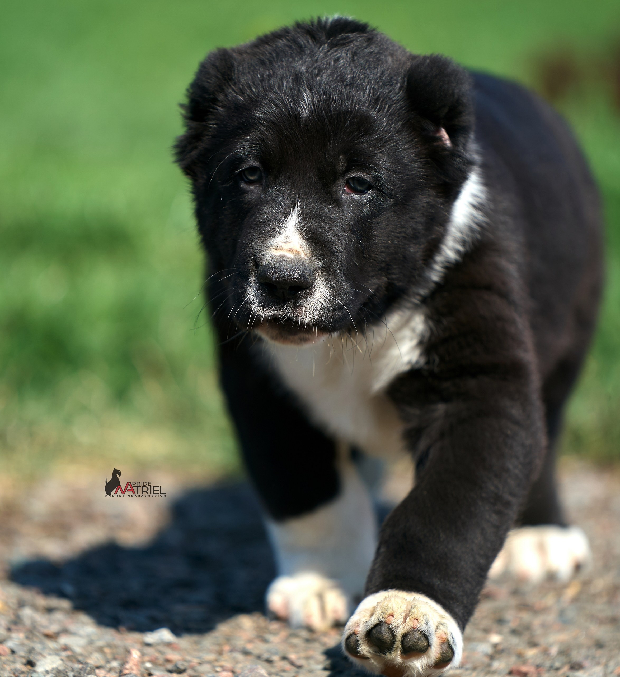 Среднеазиаты — щенки и взрослые