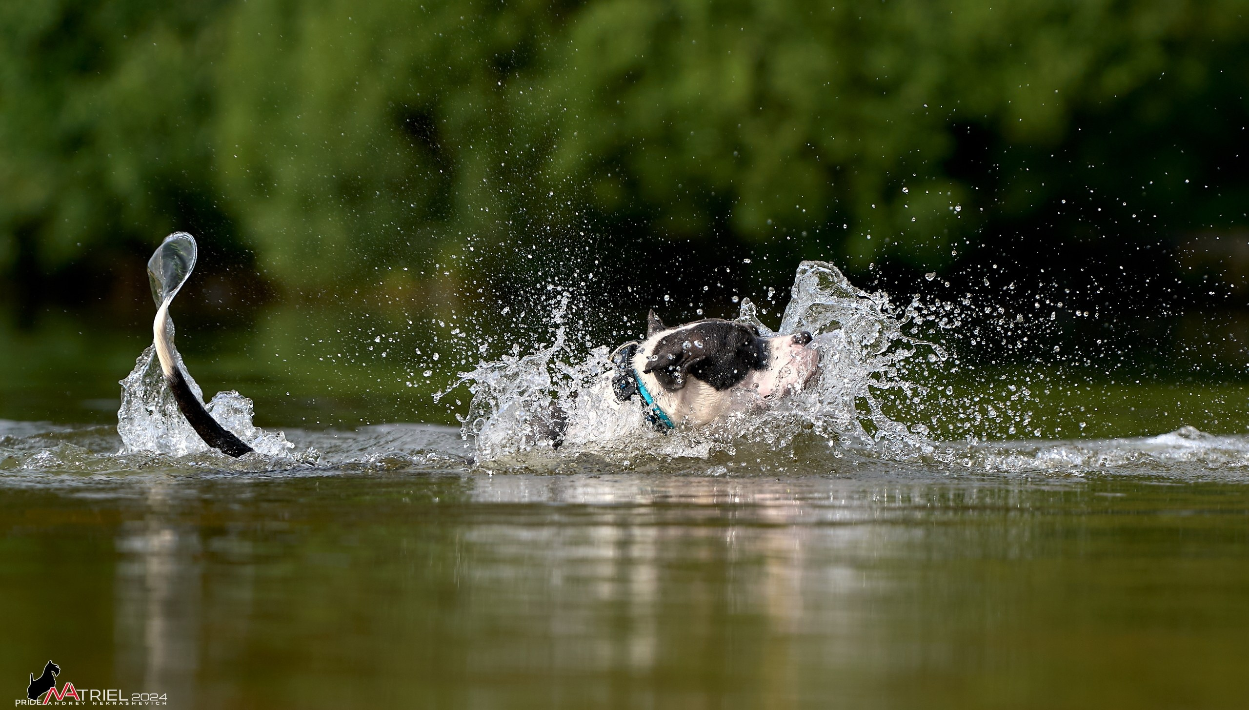 Фотопрогулка с булли