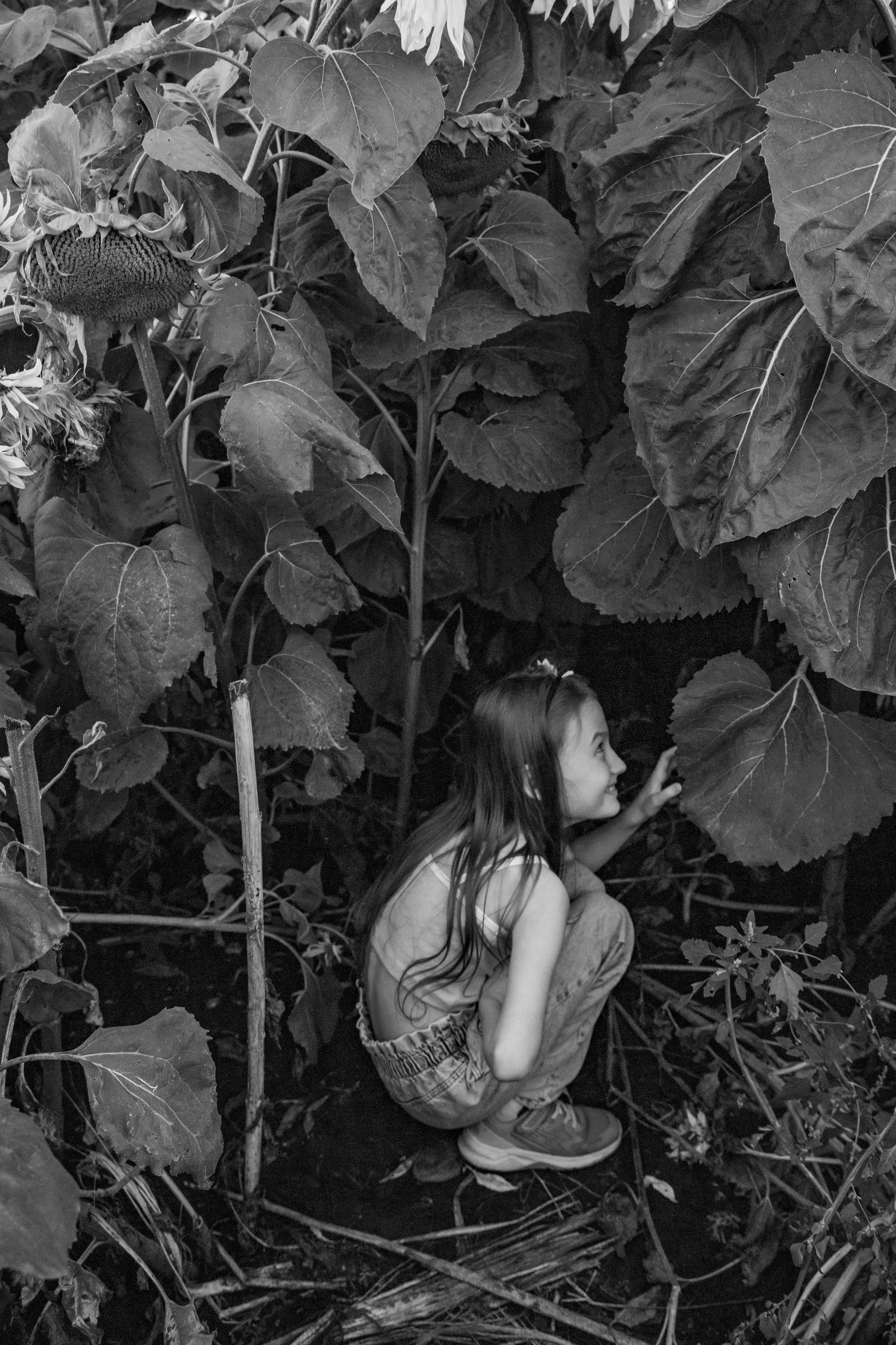 Фотосет в подсолнухах. Алена и Арина. Фотограф Лапочкина Татьяна