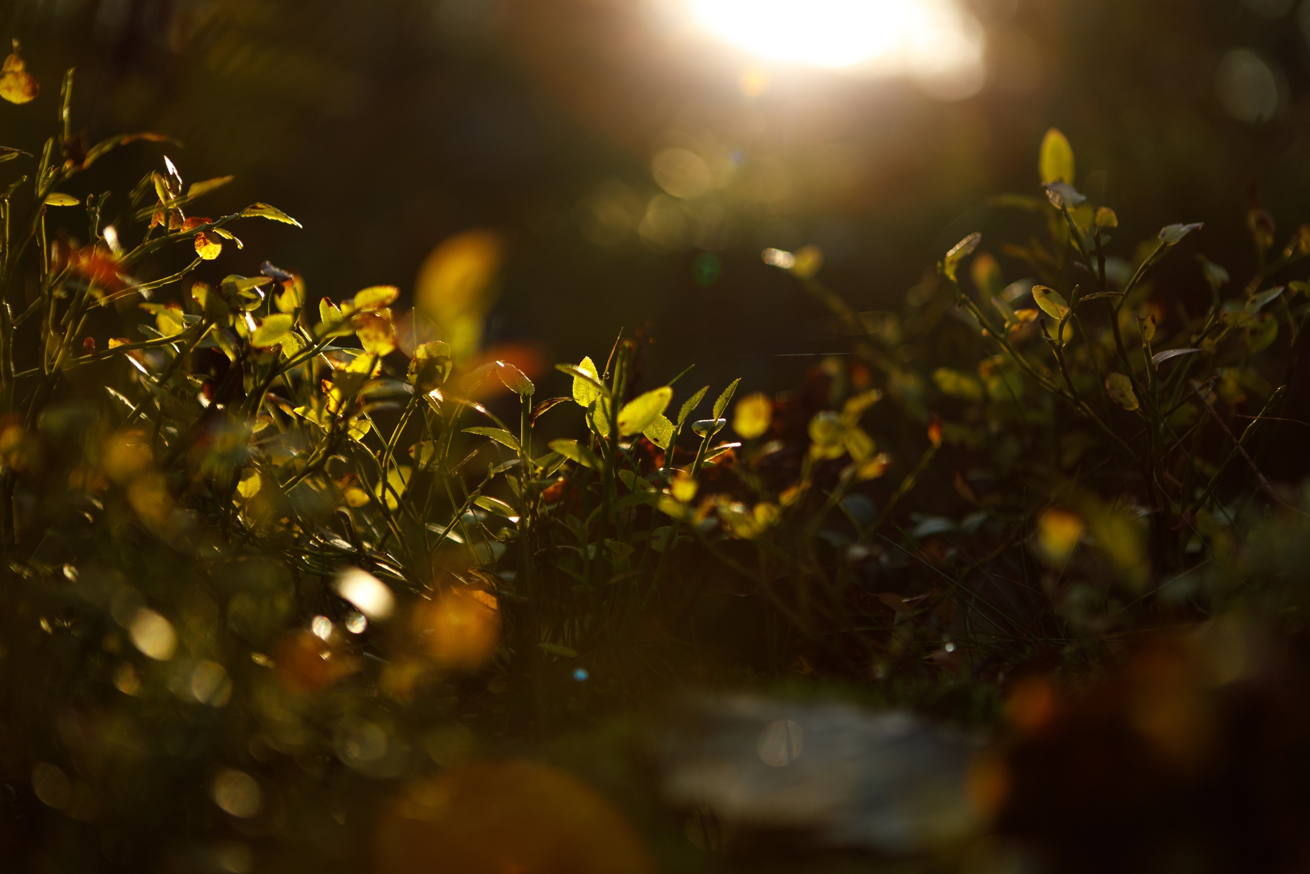 Photos for the Ladoga Skerries National Park. Commercial photographer | Anton Ermakov