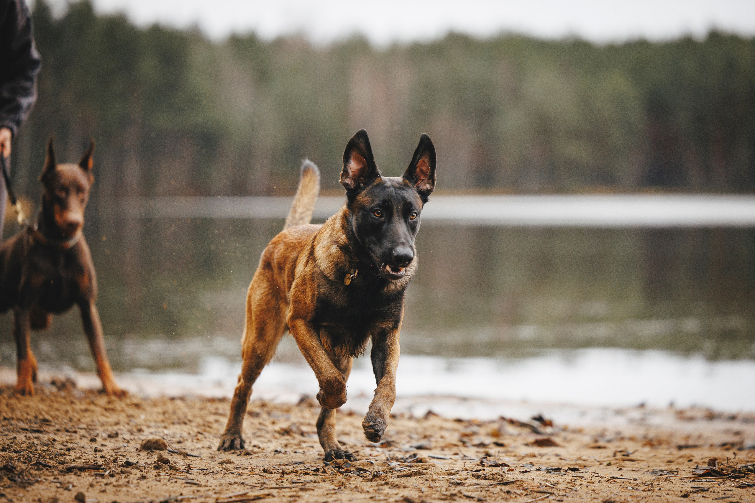 Омен, Айс и Рицу. Фотограф-анималист Анна Маринич