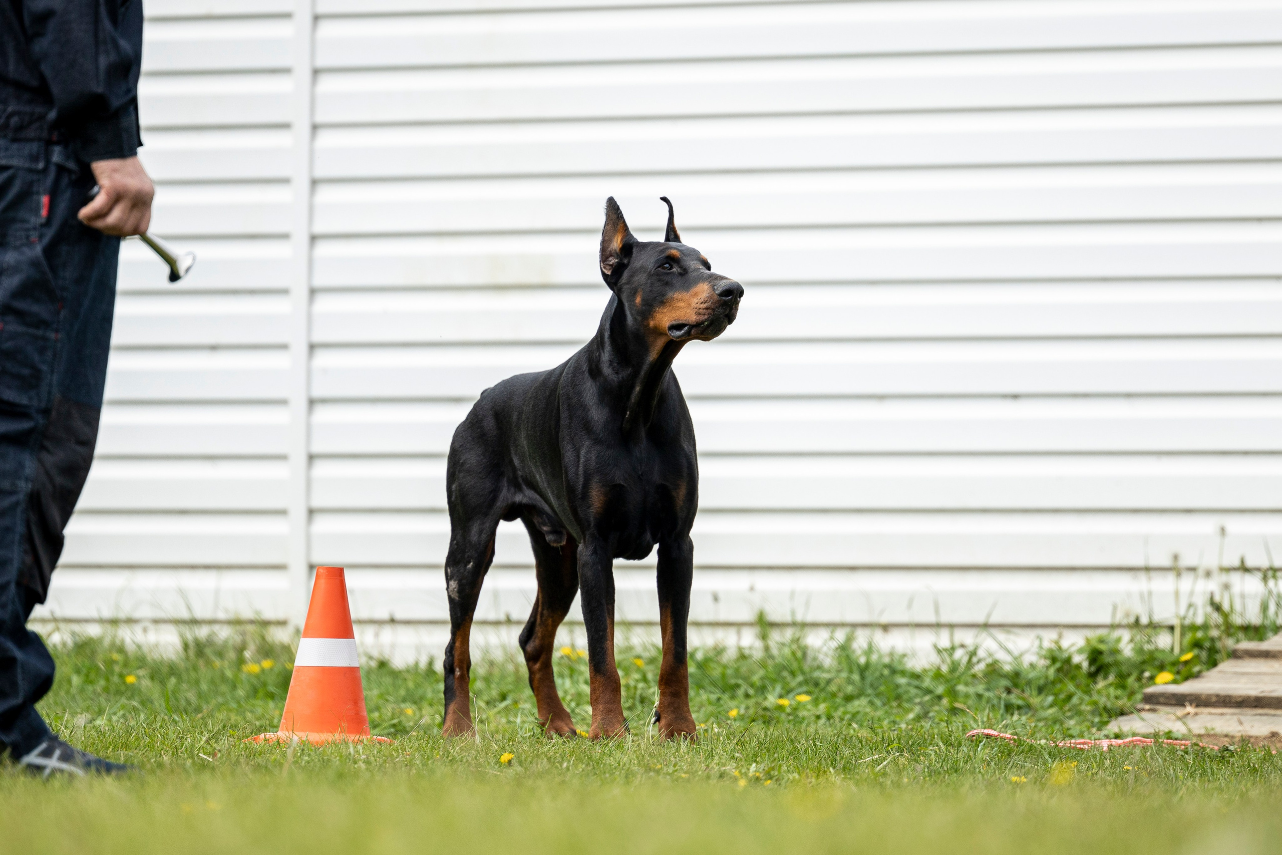 Испытания по мондьорингу в Нижнем Новгороде. Фотограф-анималист Анна Маринич
