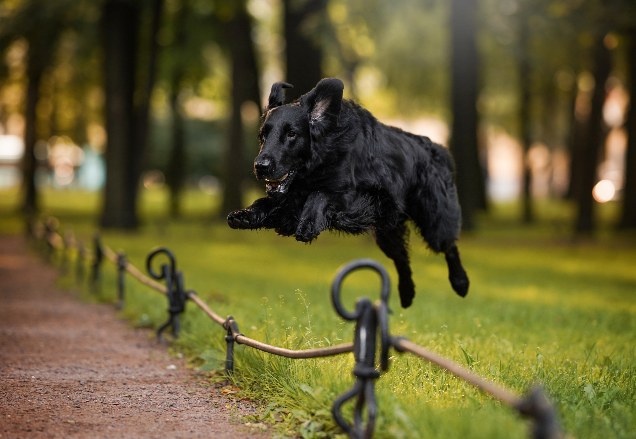 Анна и Мустик. Фотограф-анималист в Санкт-Петербурге Яна Мартынова