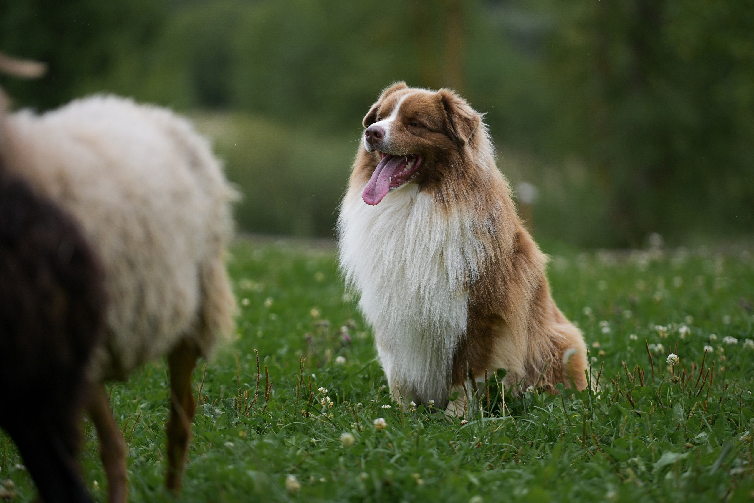 Пастьба собак. Творческий фотограф Вологда