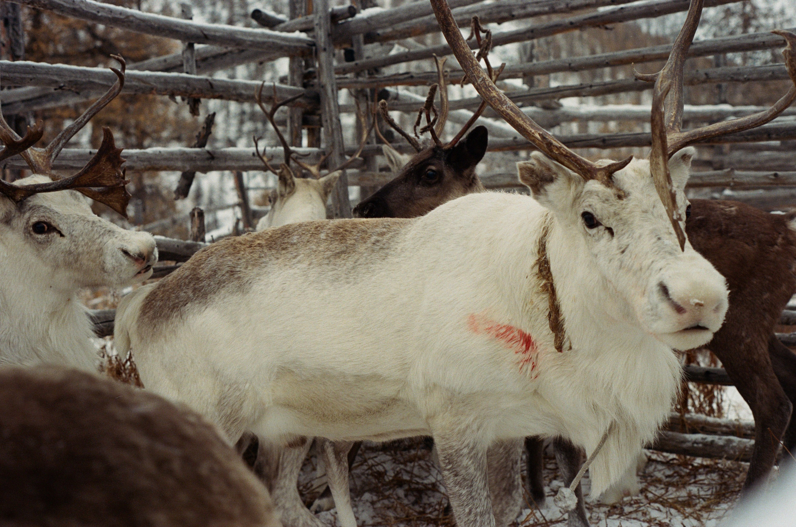 Не забудь накормить озеро. Natalya Madilyan