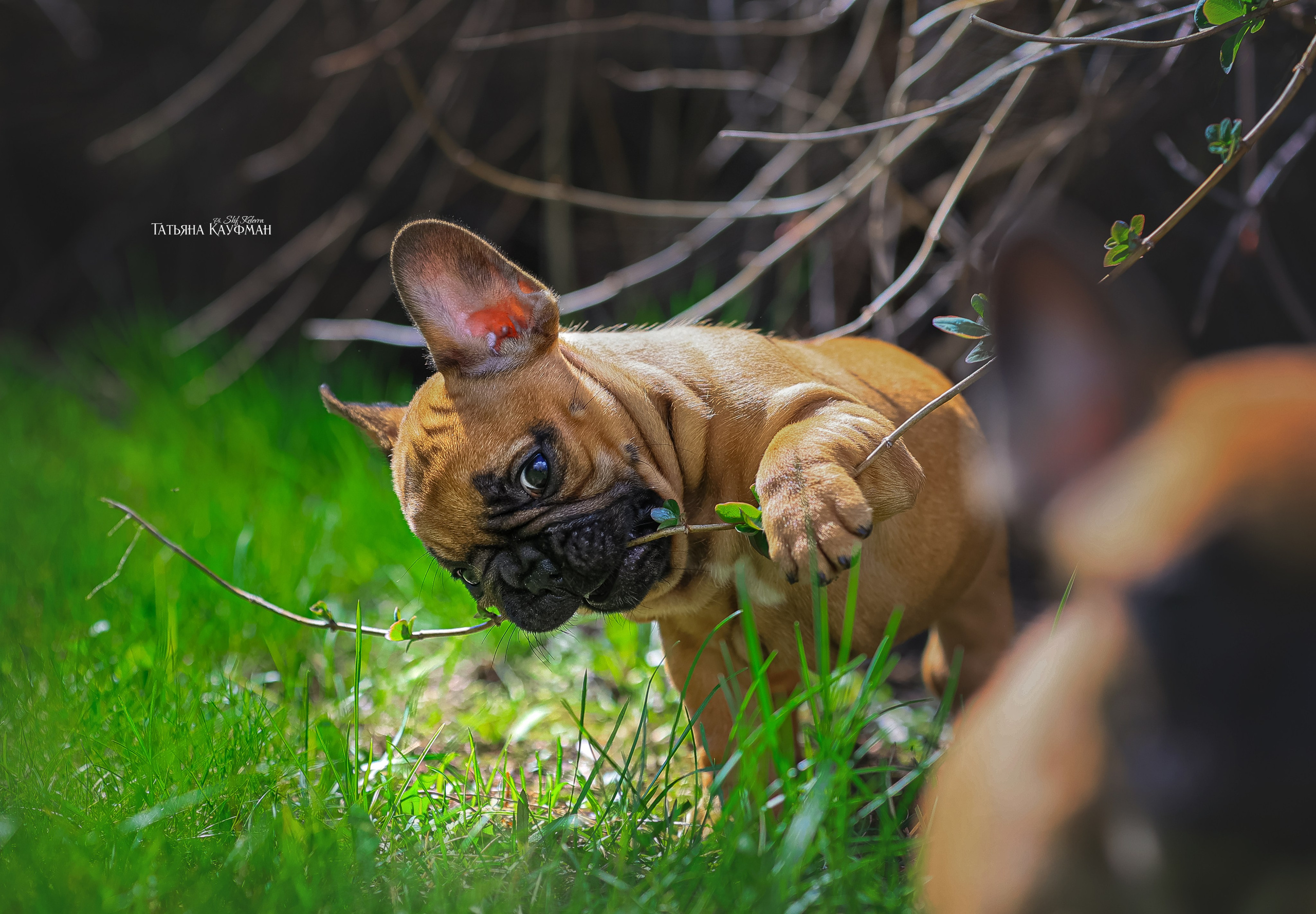 Французский бульдог, фотография французского бульдога, щенки бульдога, щенки французского бульдога, красивая собака, фотограф анималист, фотокурс Анималистика, научиться фотографировать собак, фотограф Новосибирск