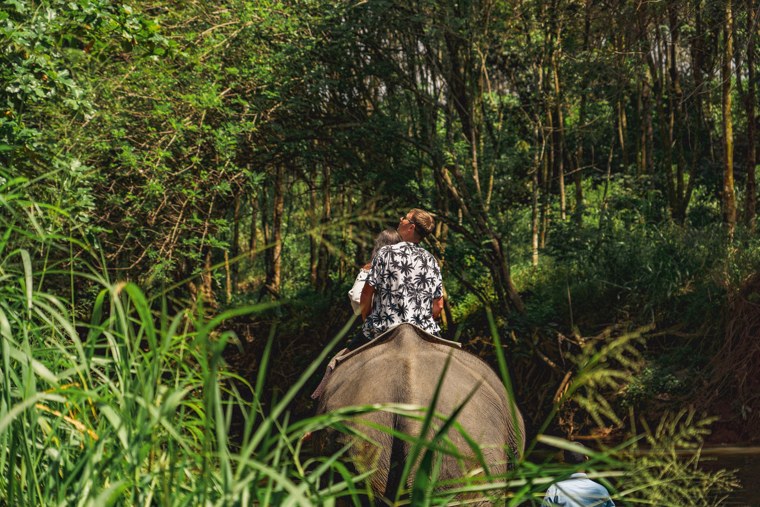 Bathing with elephants in Pinnawala, Botanical Garden