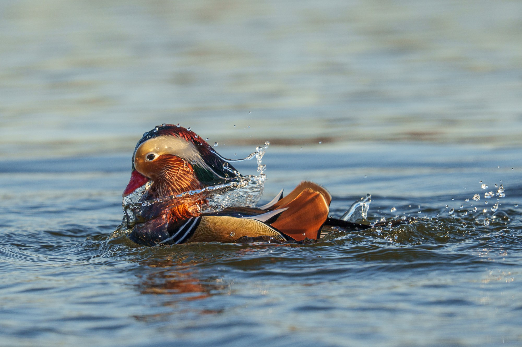 Удивительные мир птиц. Вокруг нас столько прекрасного — присмотритесь!. Ваш личный фотограф Марина Волкова