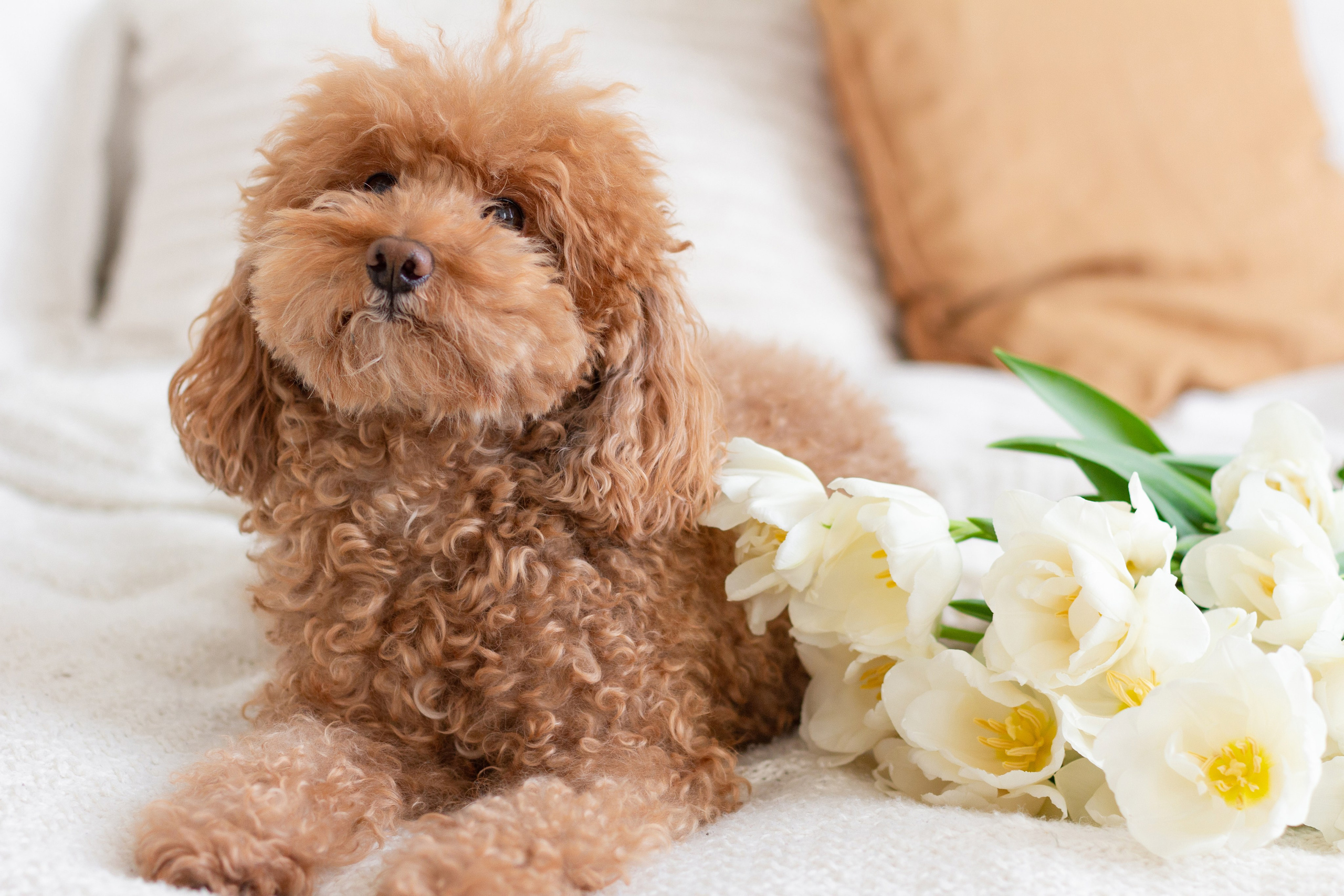 Весенняя фотосессия с тюльпанами. Портретный и семейный фотограф в Санкт-Петербурге Ульяна Жукова