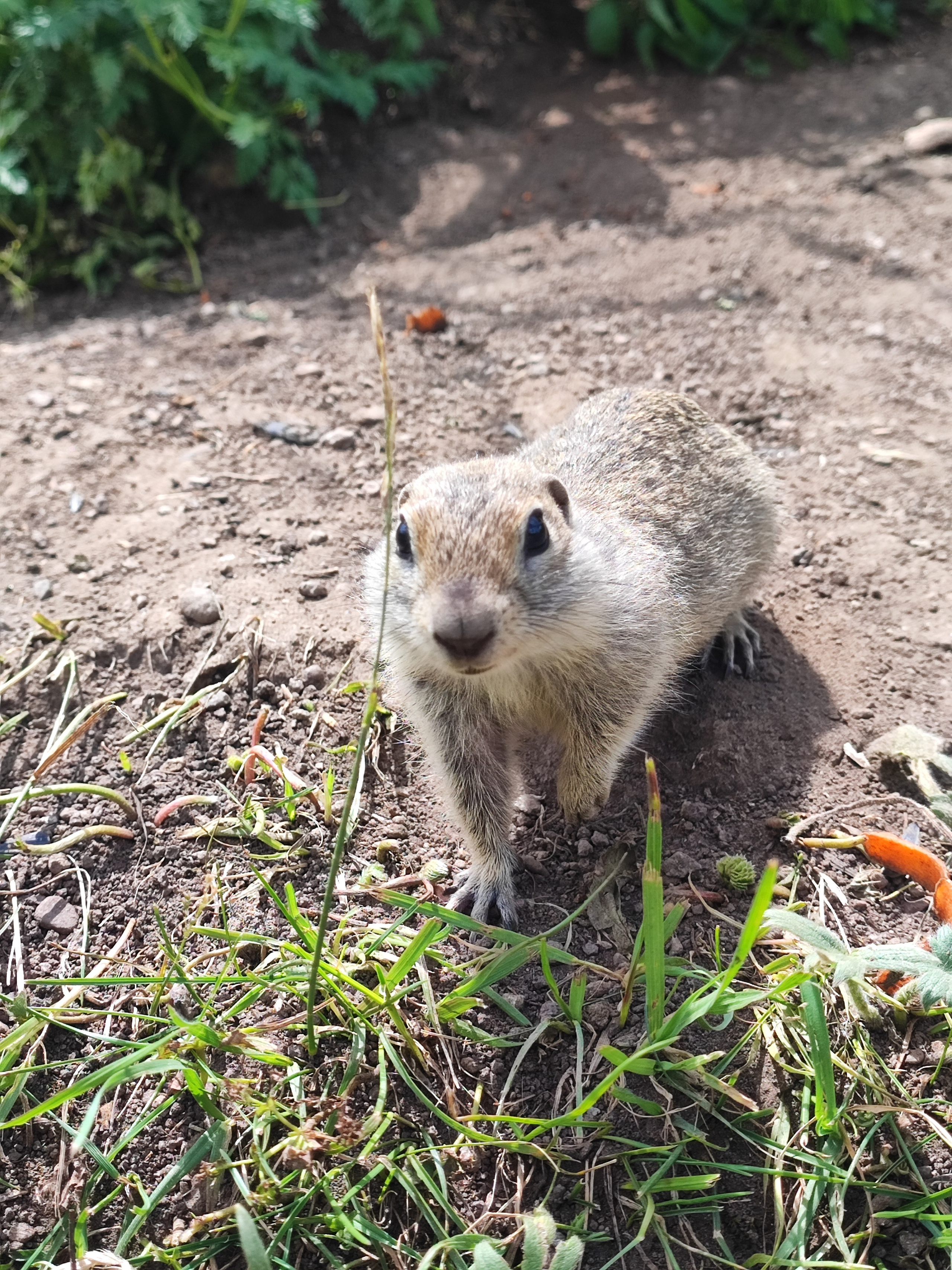 Намобилкус кавказский. Репортажный фотограф Алексей Пирязев